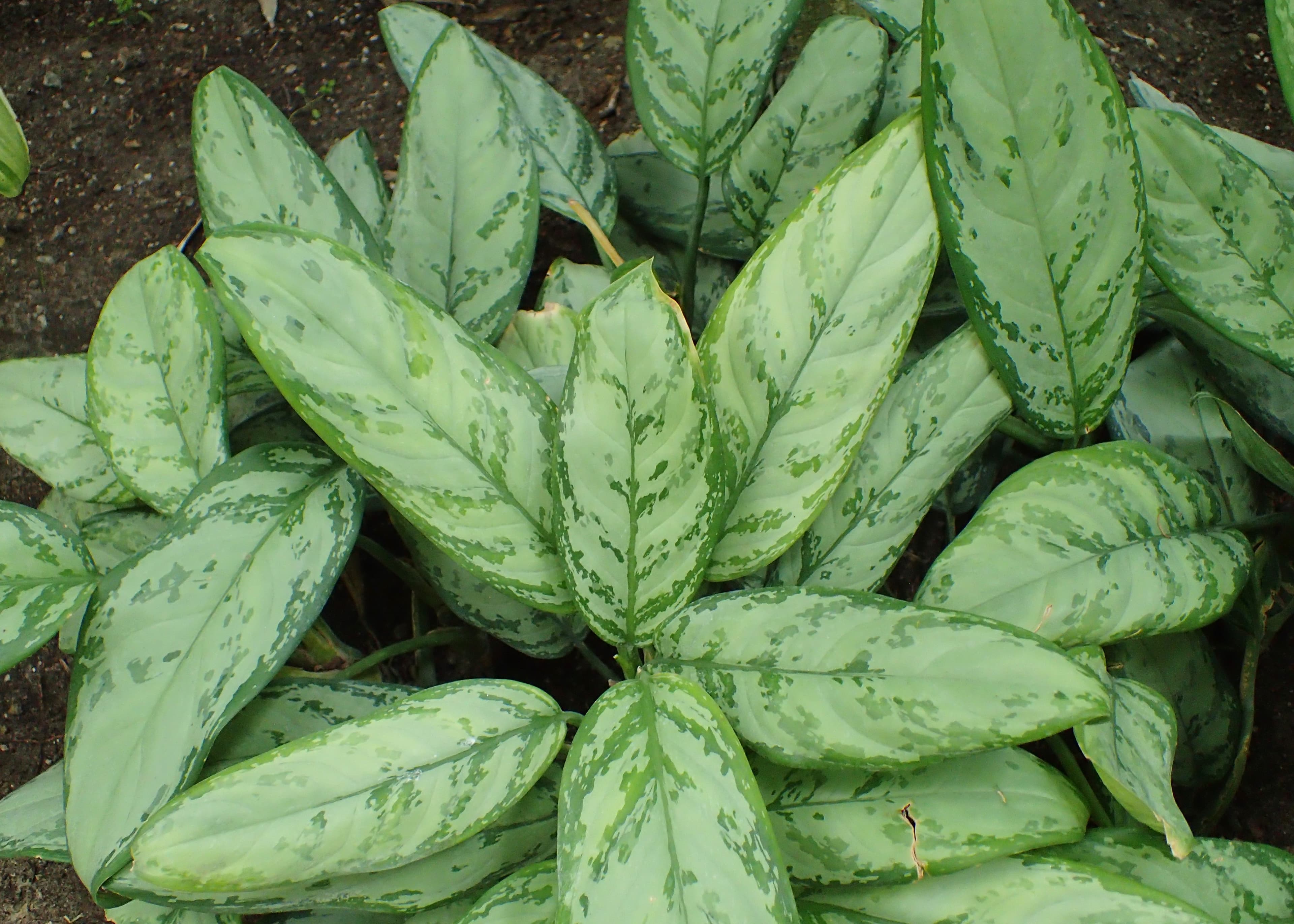 Aglaonema Cochin Chameleon