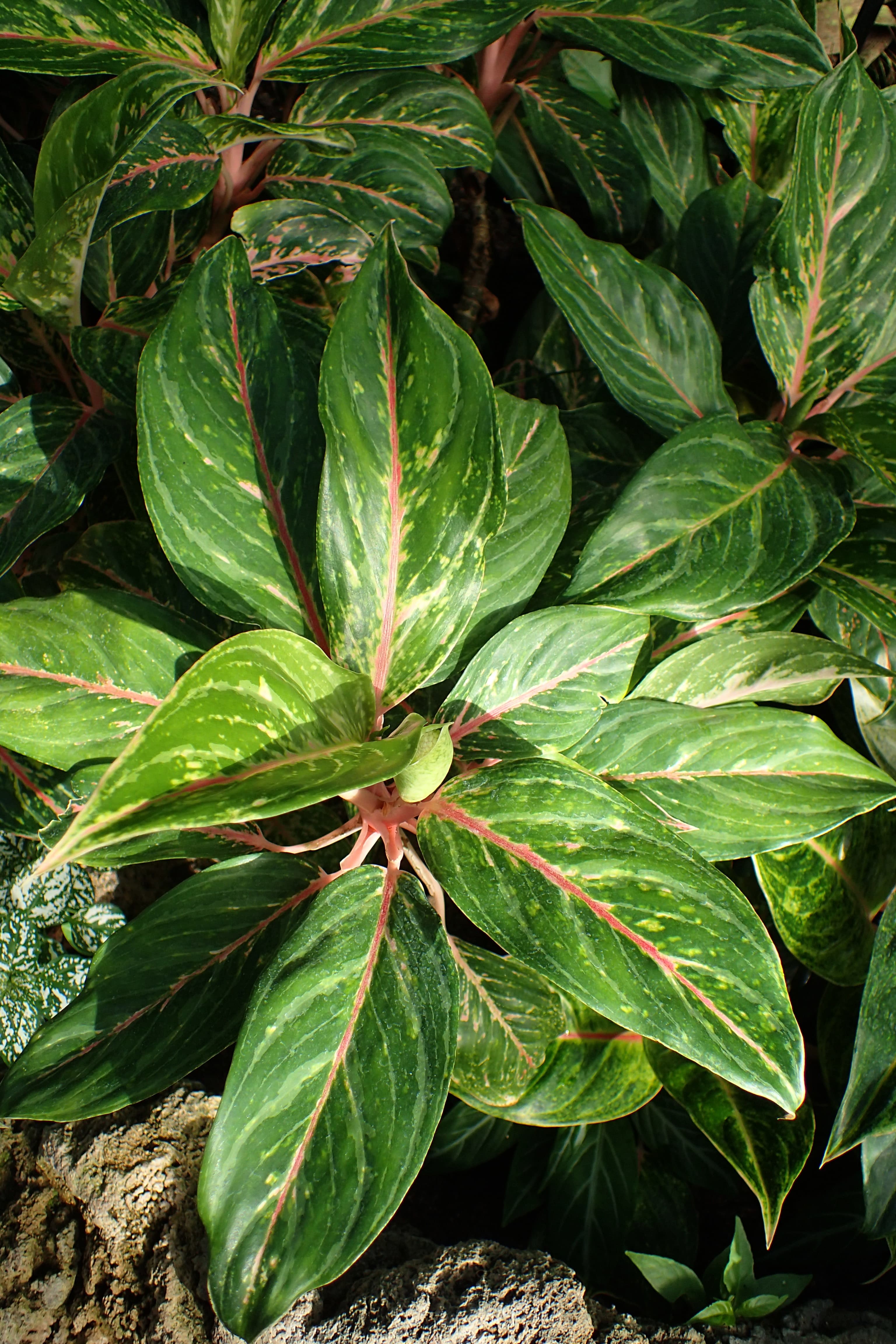 Aglaonema Emerald Bay