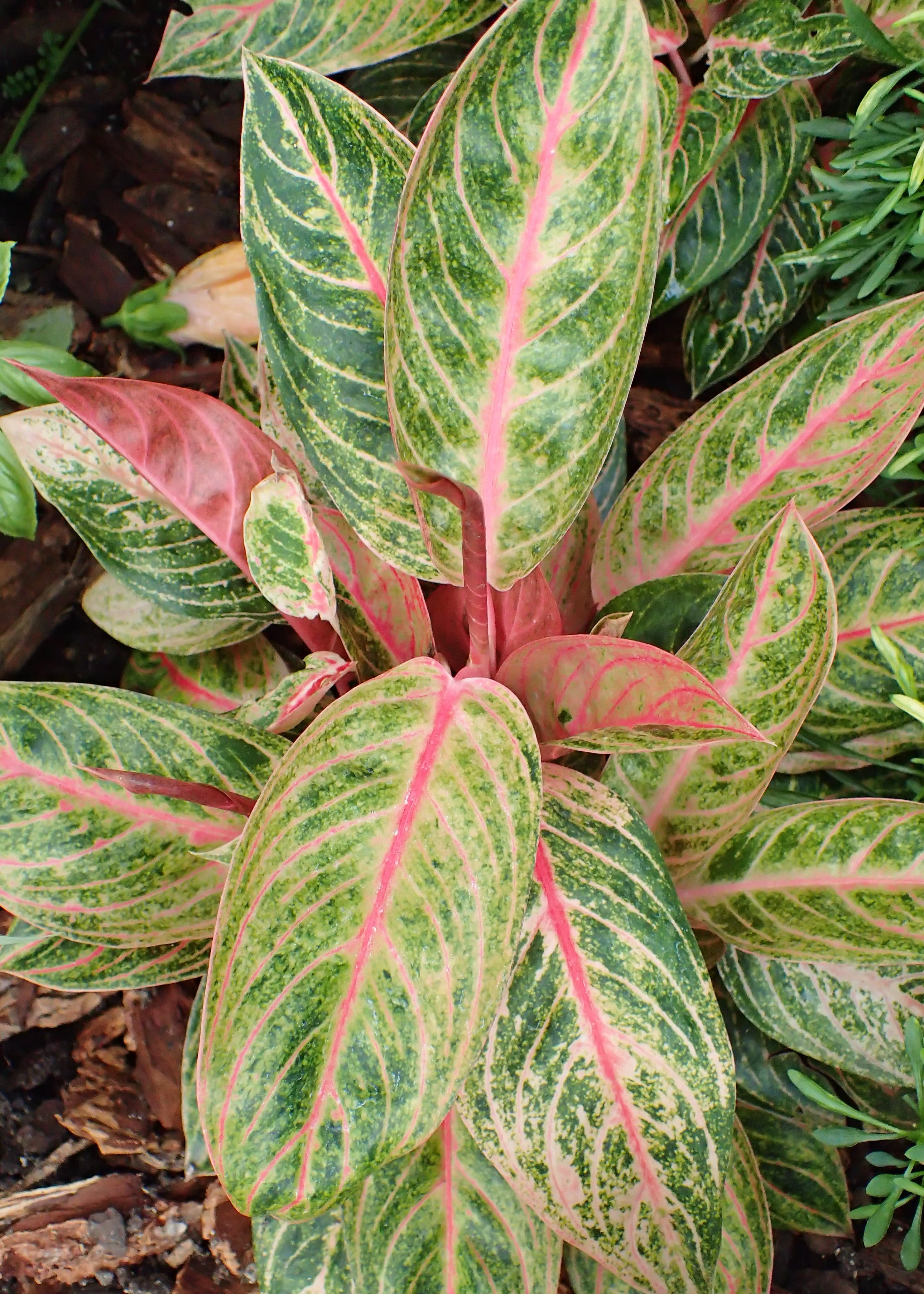 Aglaonema Lipstick Plant