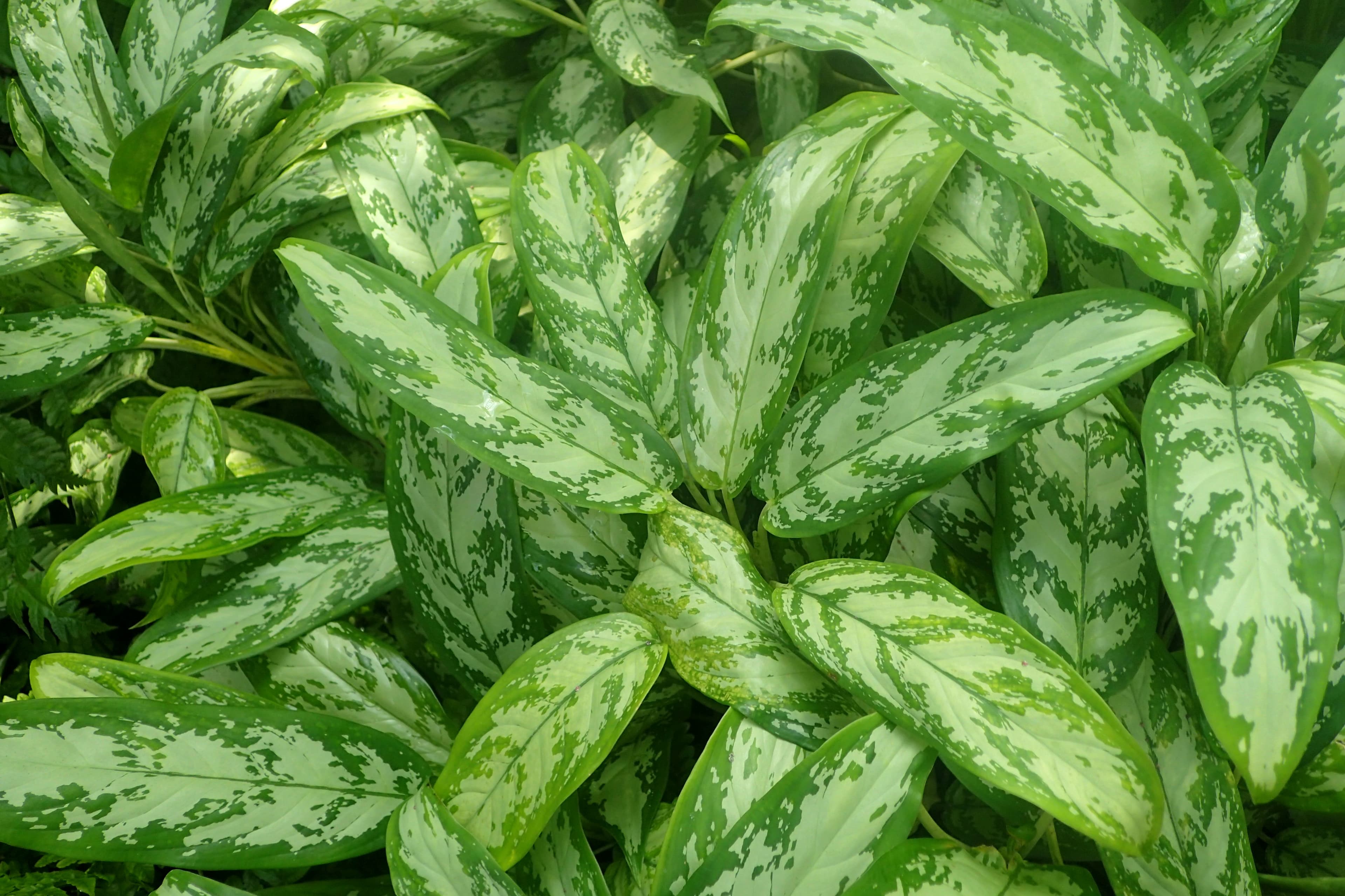 Aglaonema  Silver King