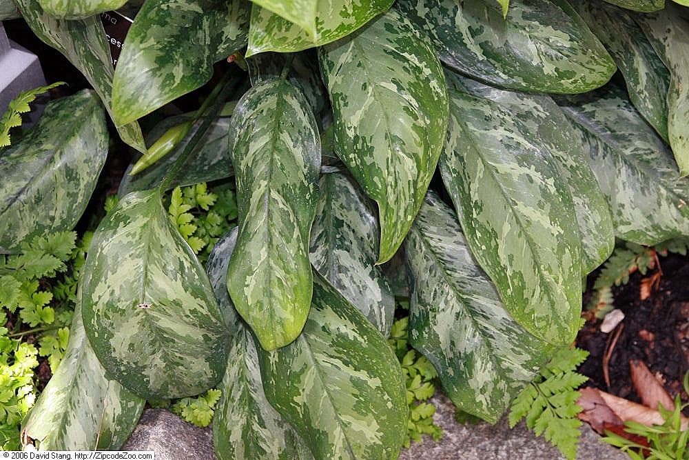 Aglaonema Milky way (50 Pcs.)