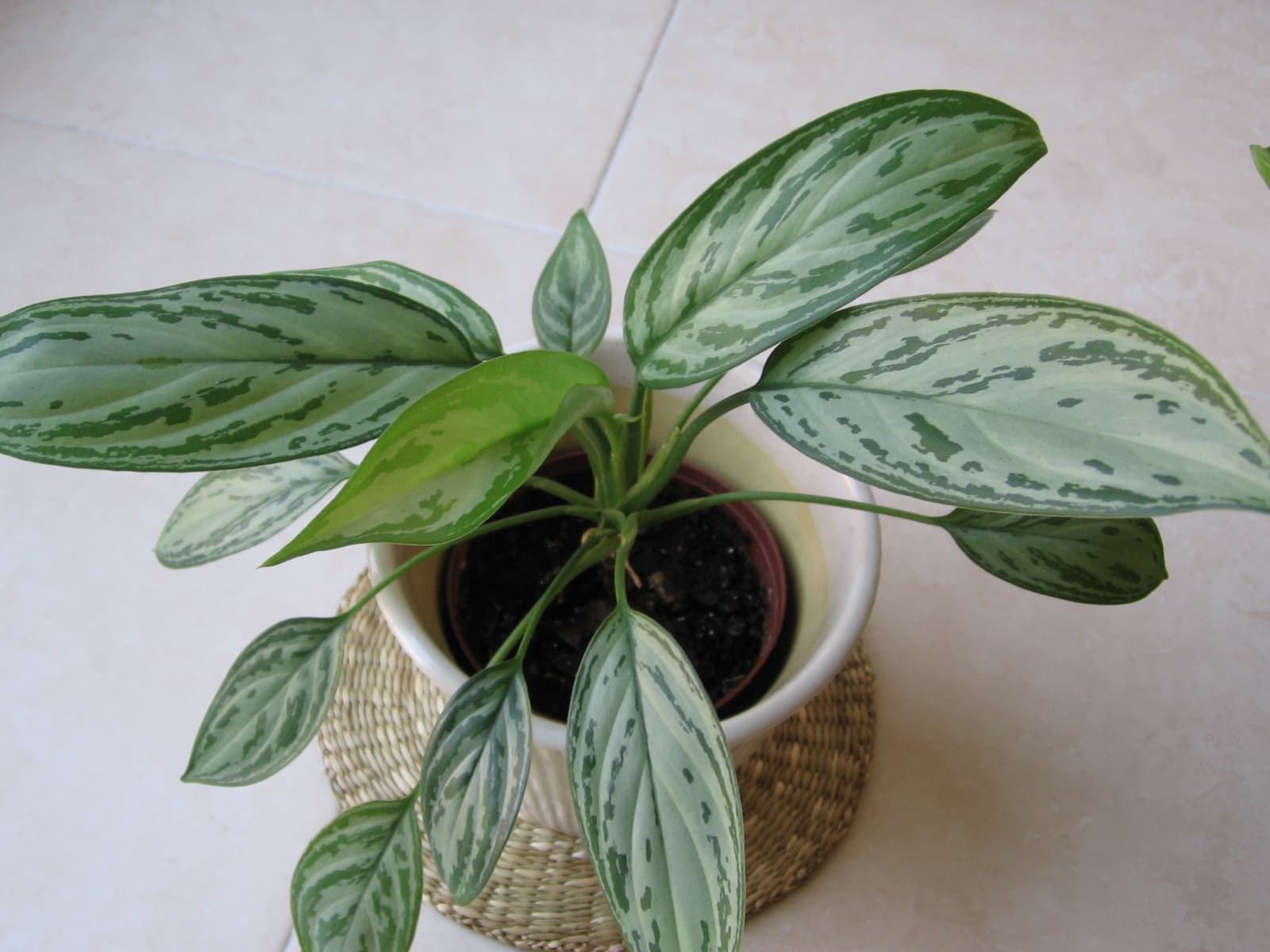 Aglaonema  Silver Queen