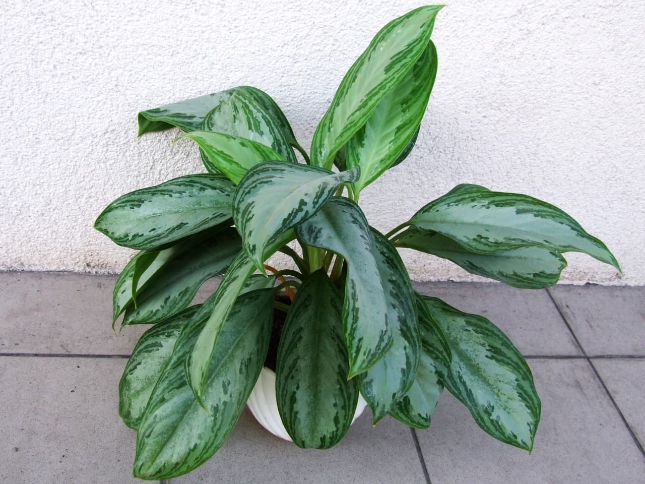 Aglaonema Nitidum