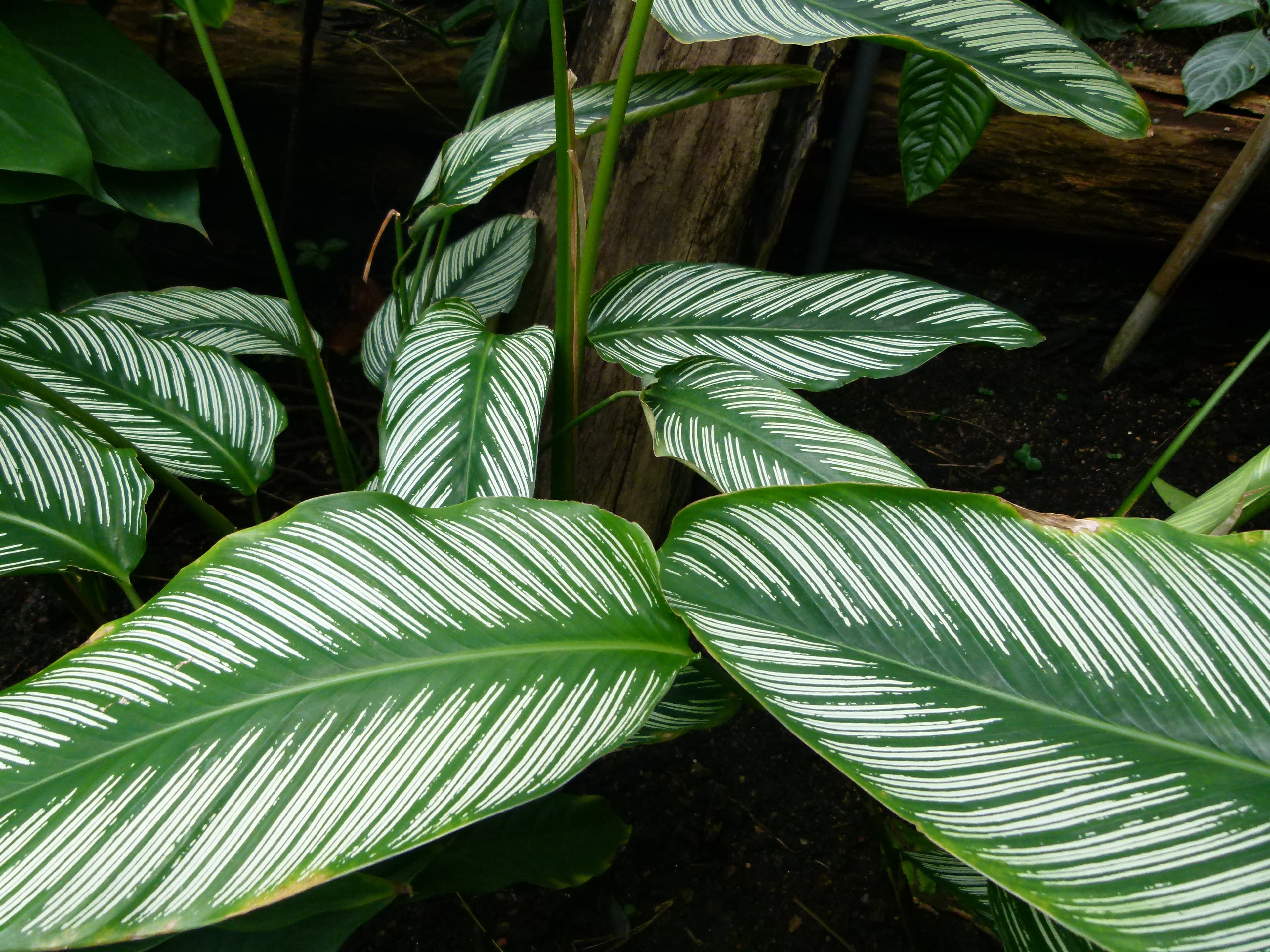 Calathea Ornata Sanderiana