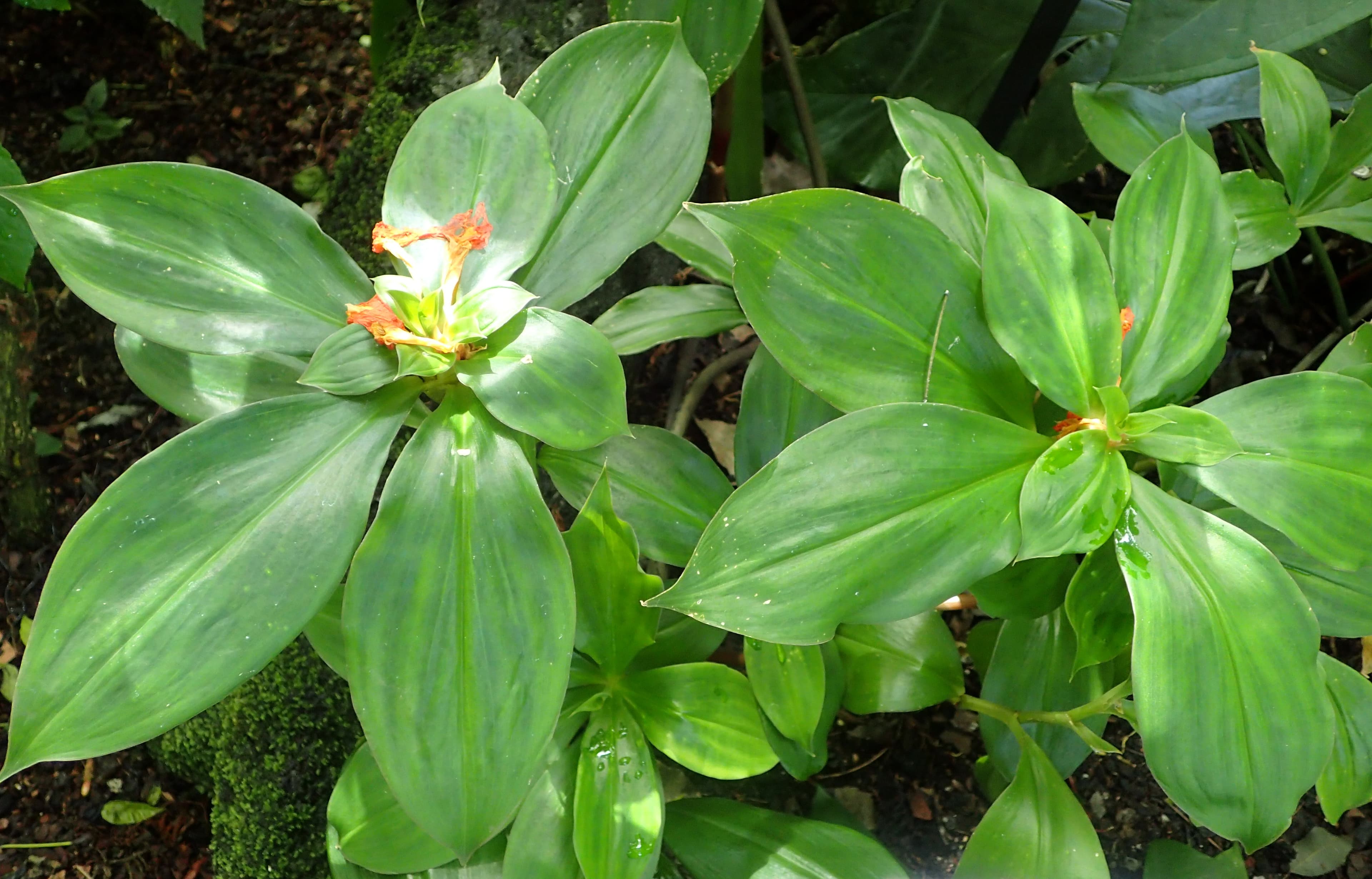 Insulin Plant (Spiral Ginger)