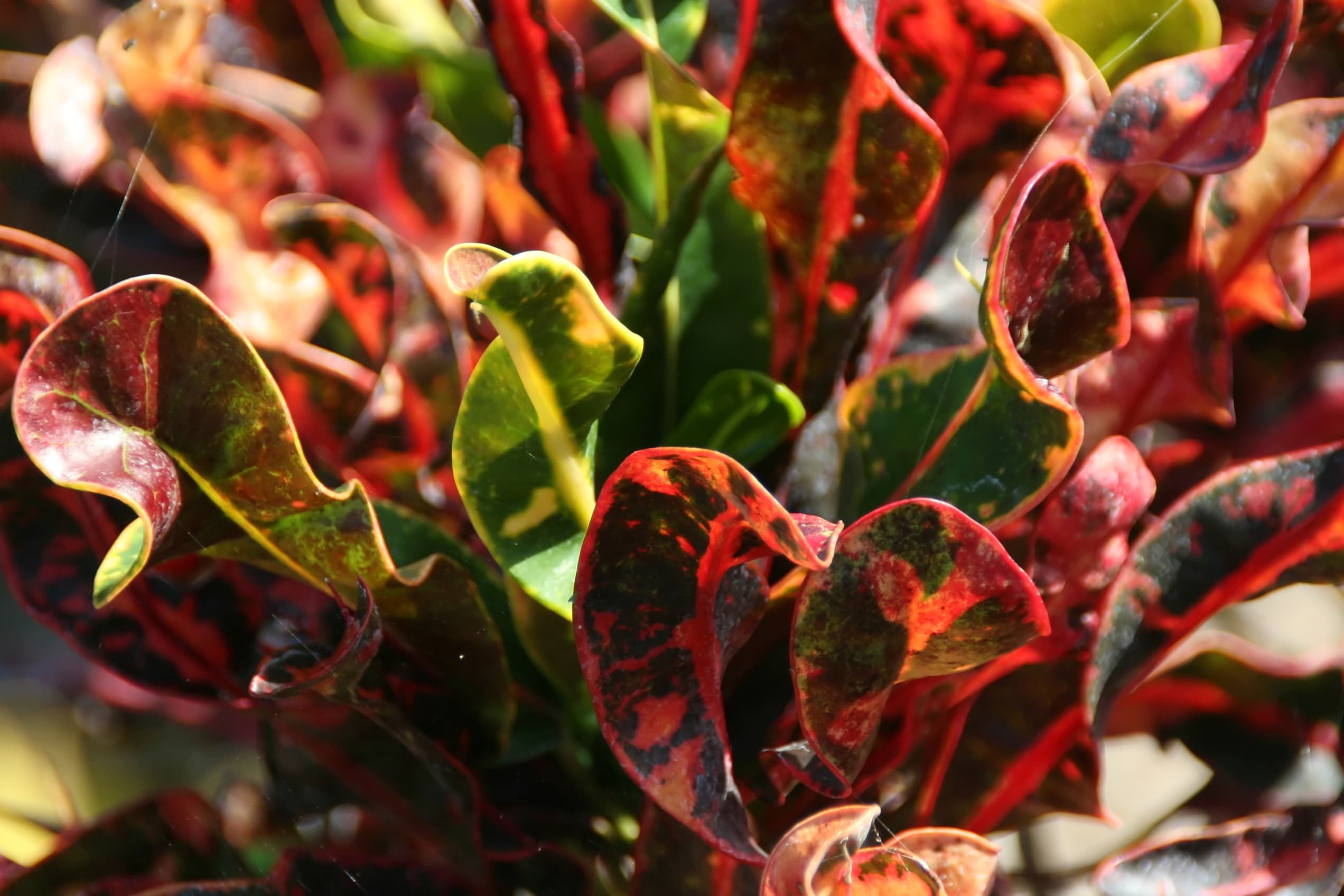 Croton Petra Yellow