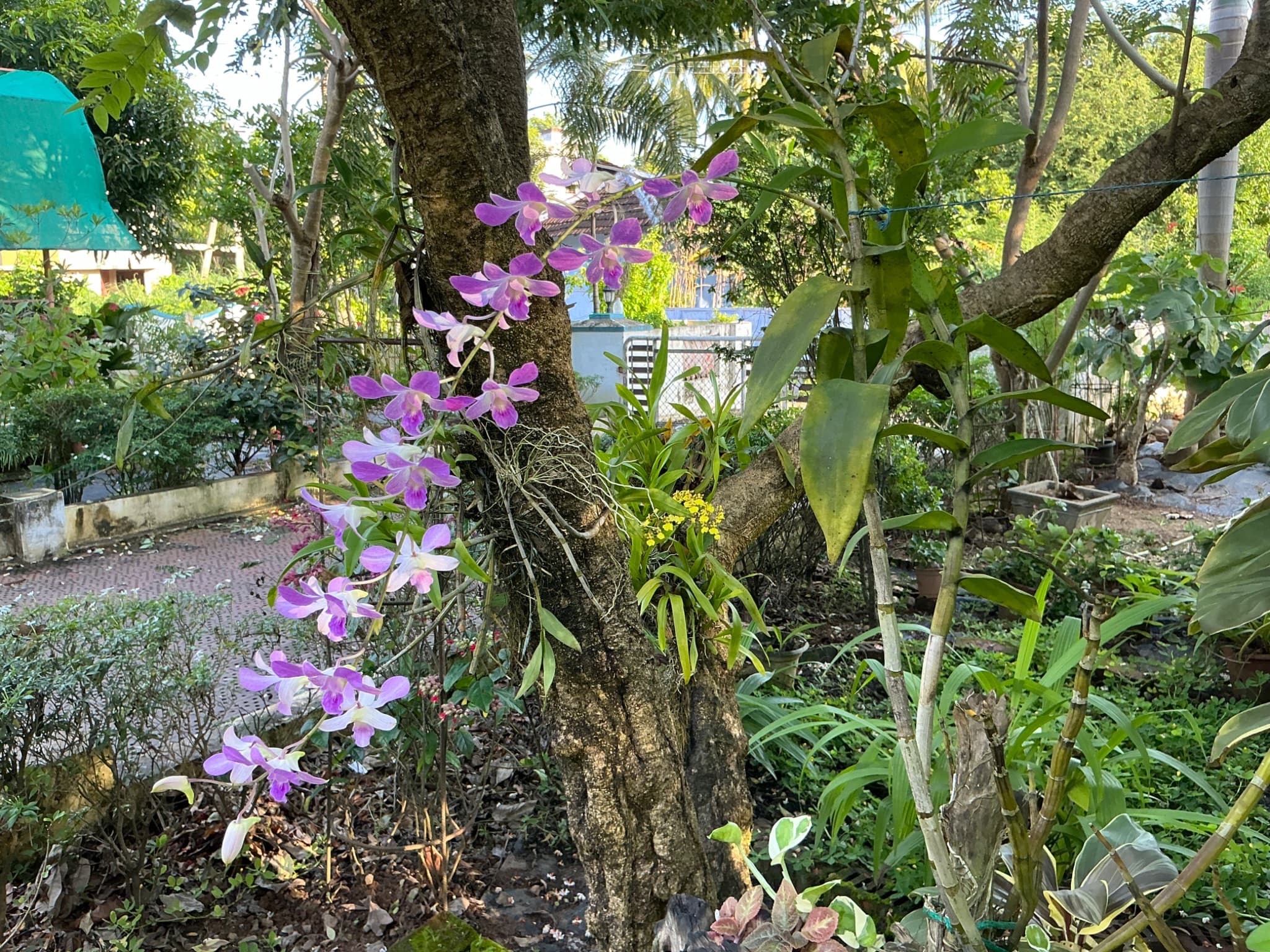 Miniature Dendrobium Orchid