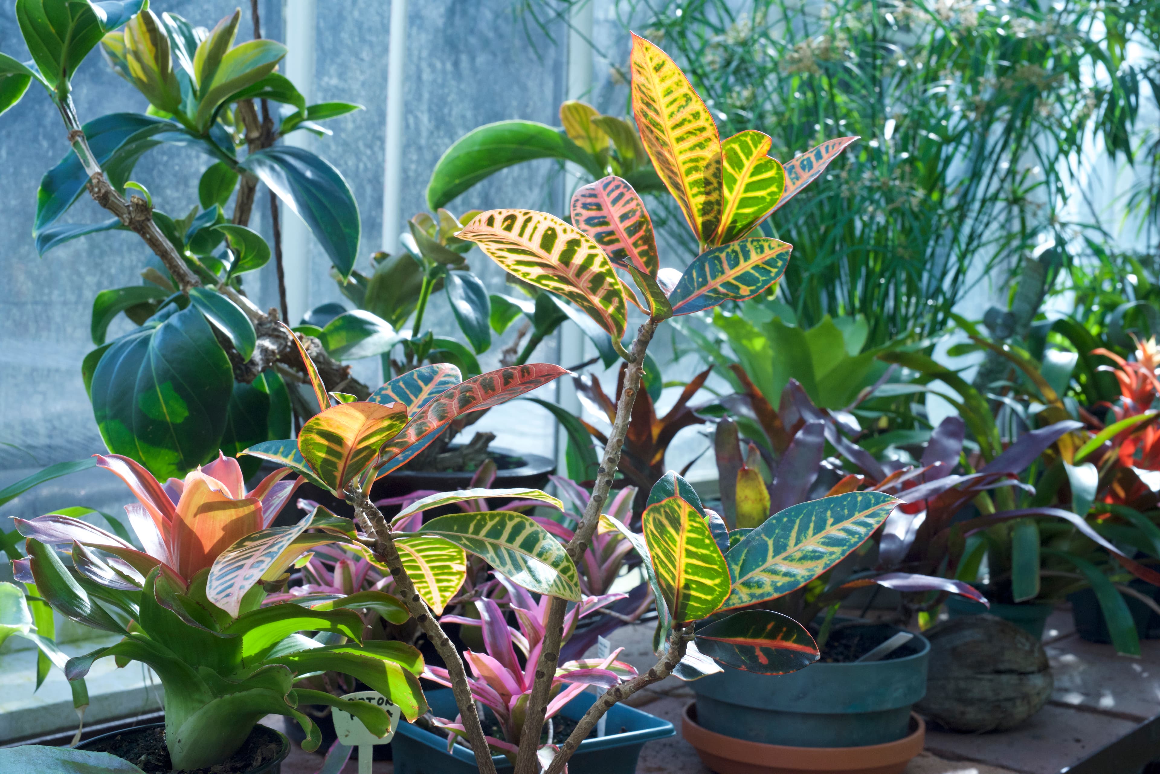 Croton Petra Red