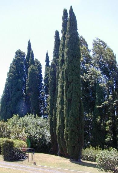 Italian Cypress