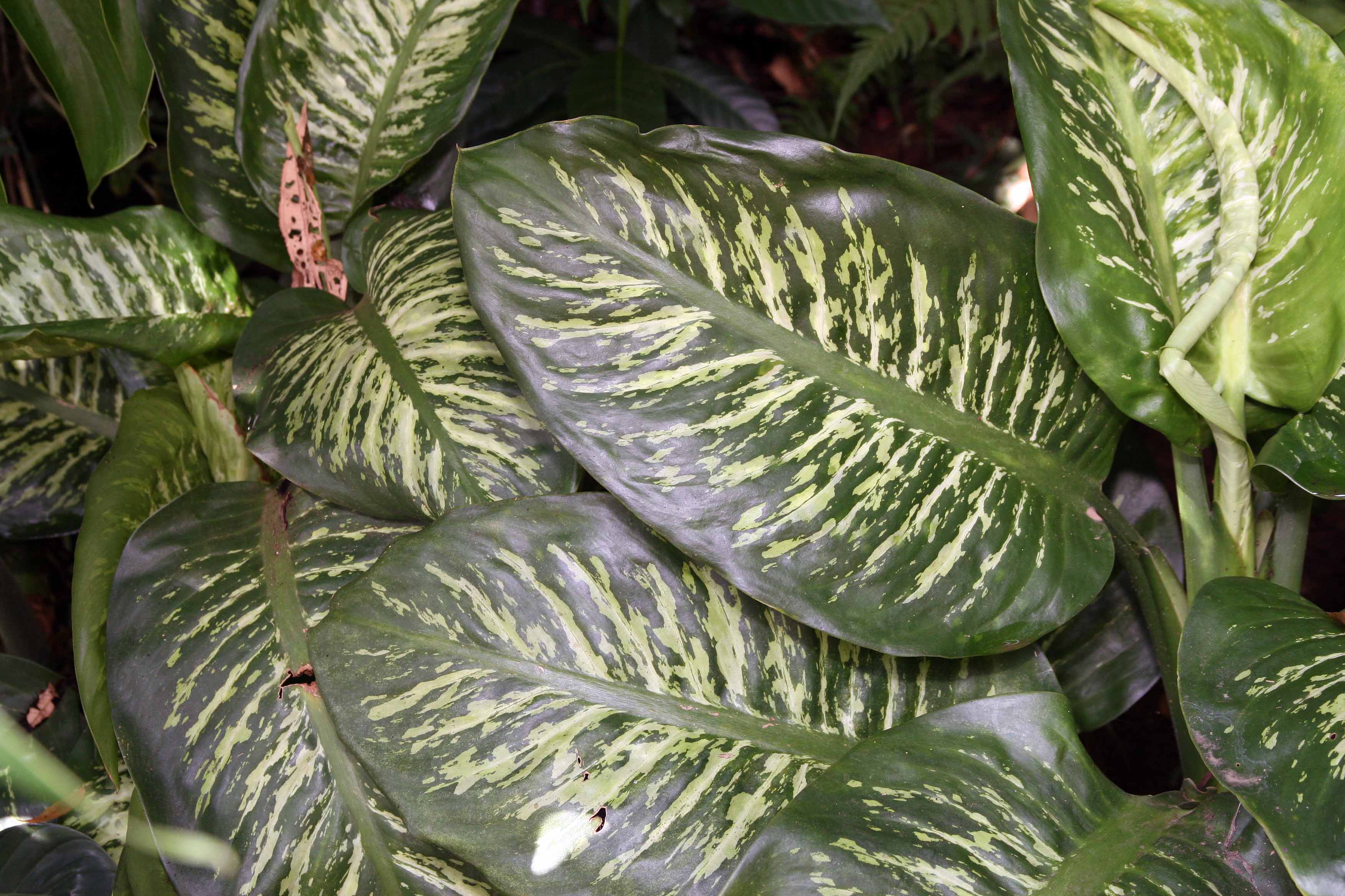 Dieffenbachia Amoena