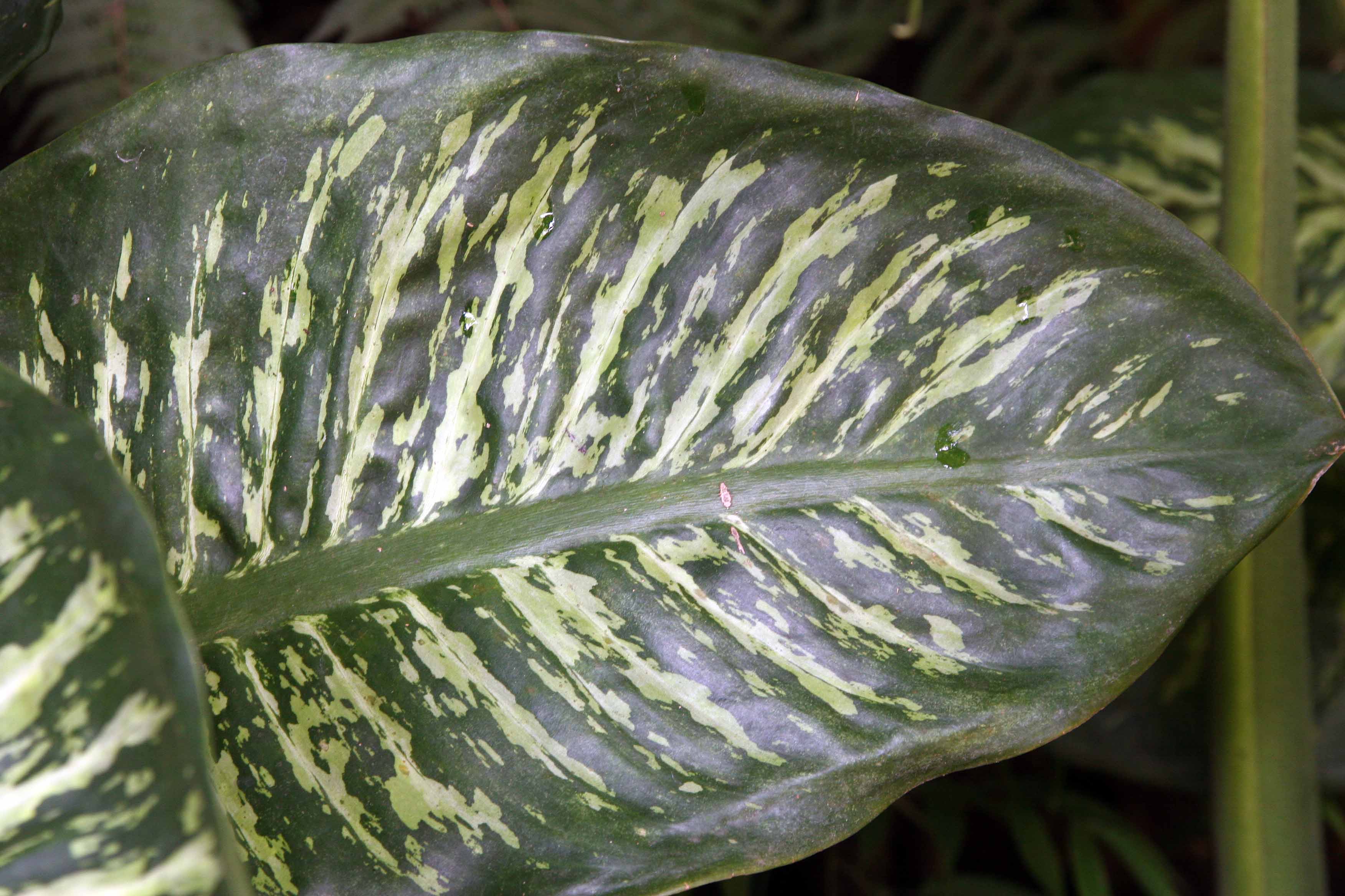 Dieffenbachia ‘Honeydew’