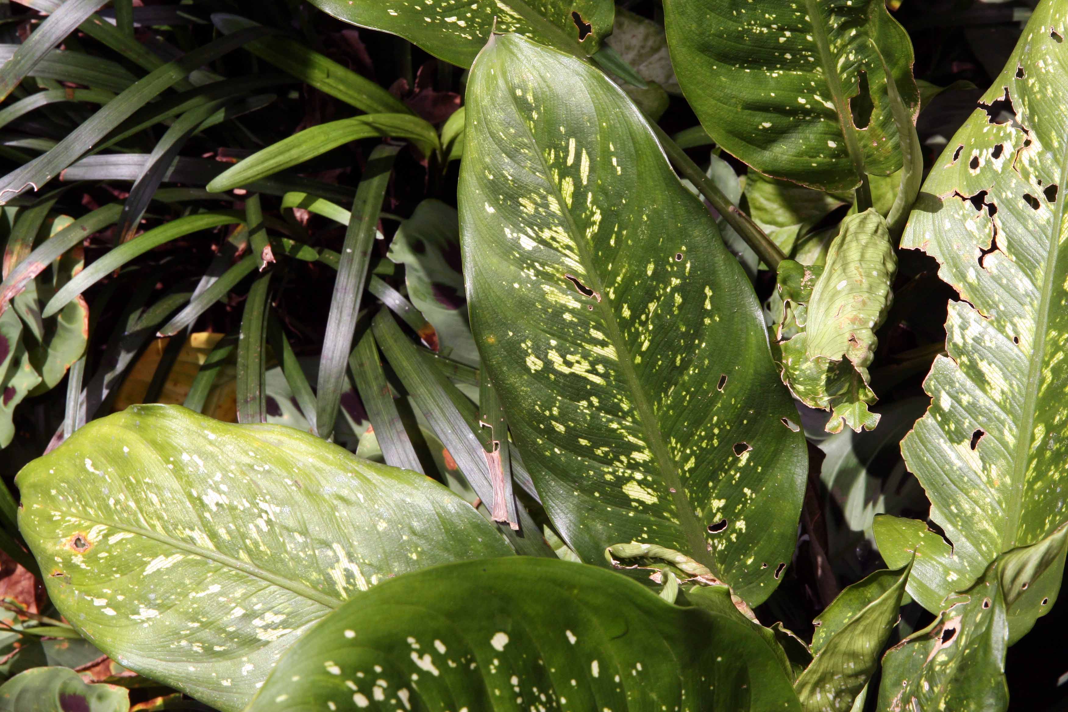Dieffenbachia ‘Triumph’