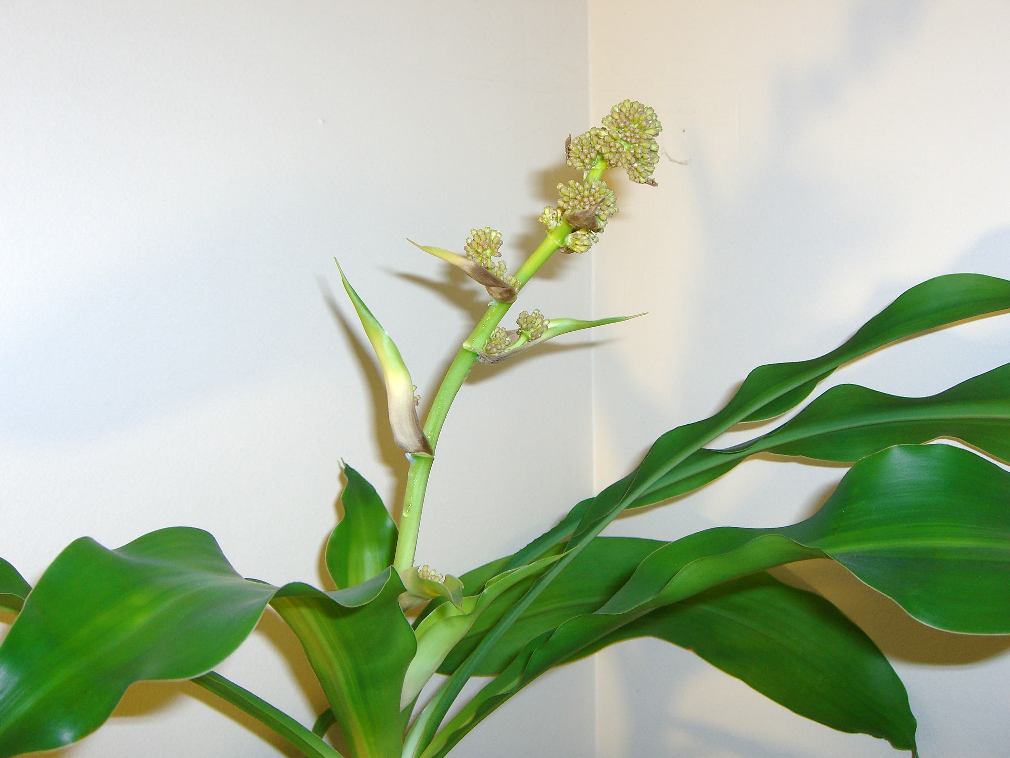 Dracaena Fragrans (50 Pcs.)
