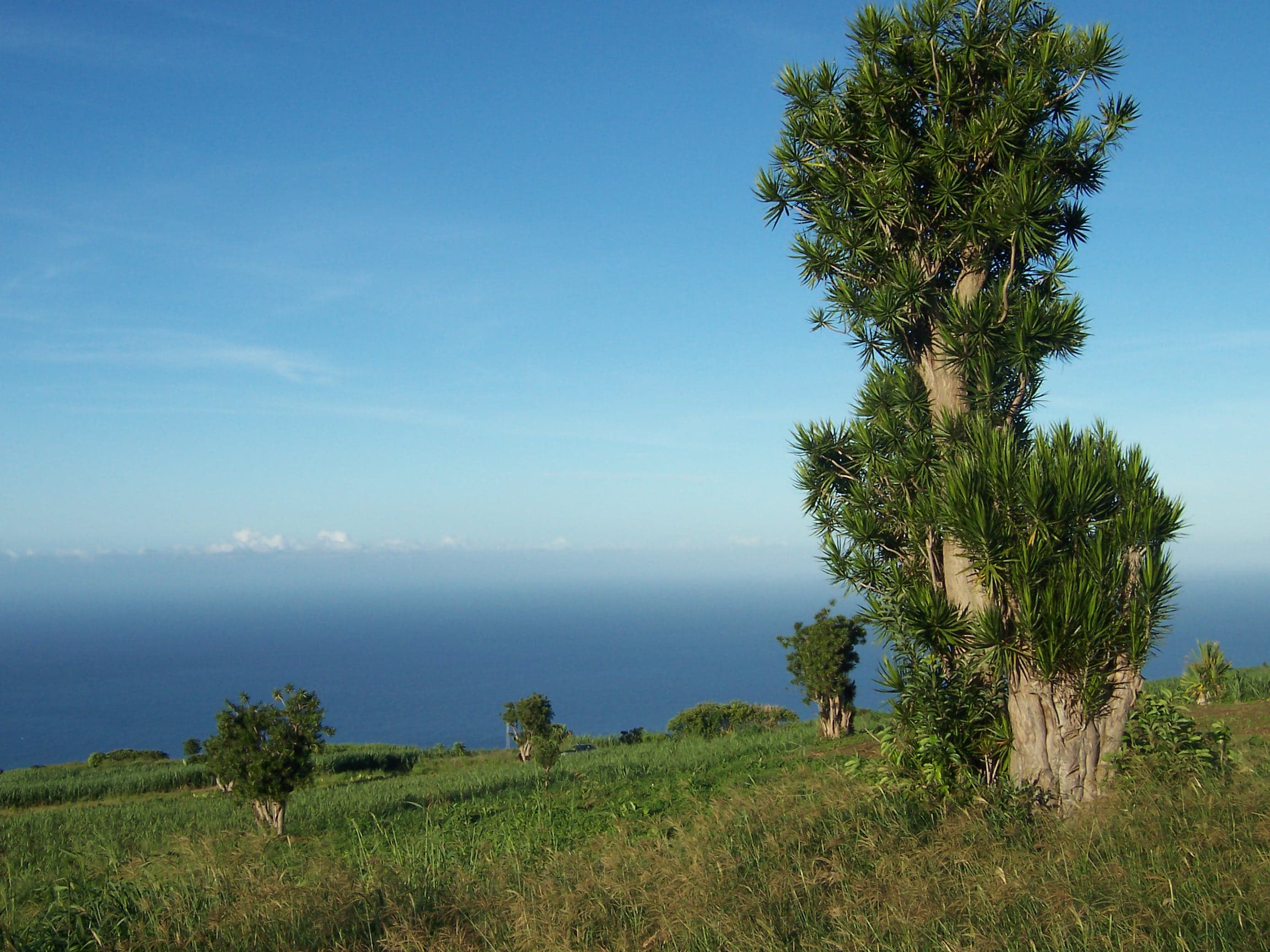 Dracaena reflexa -Song of India