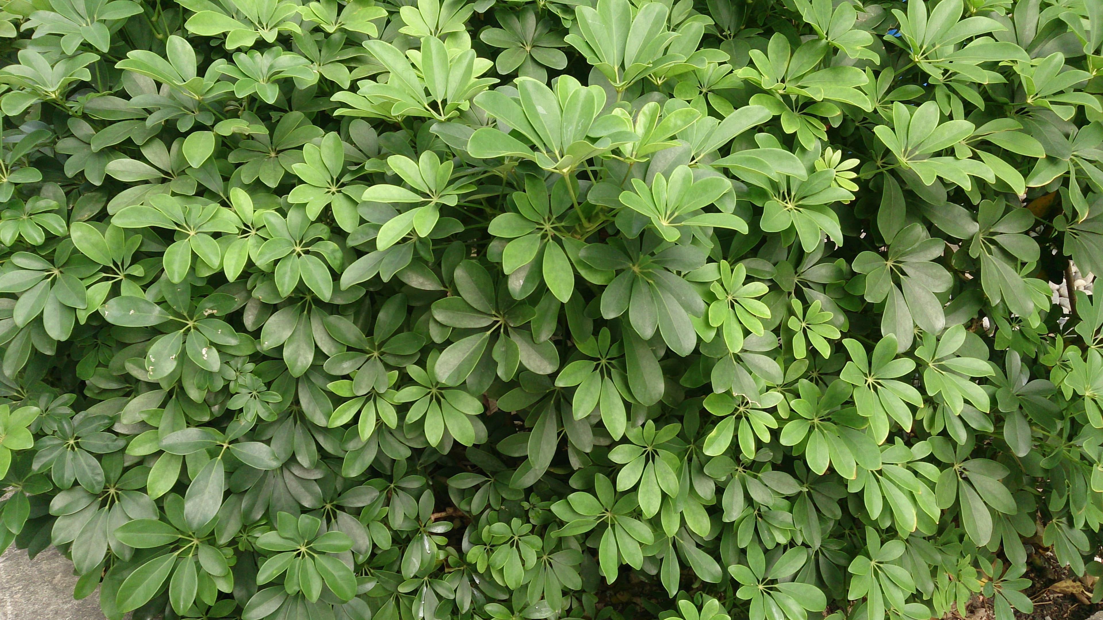 Schefflera Arboricola Janine Sapling