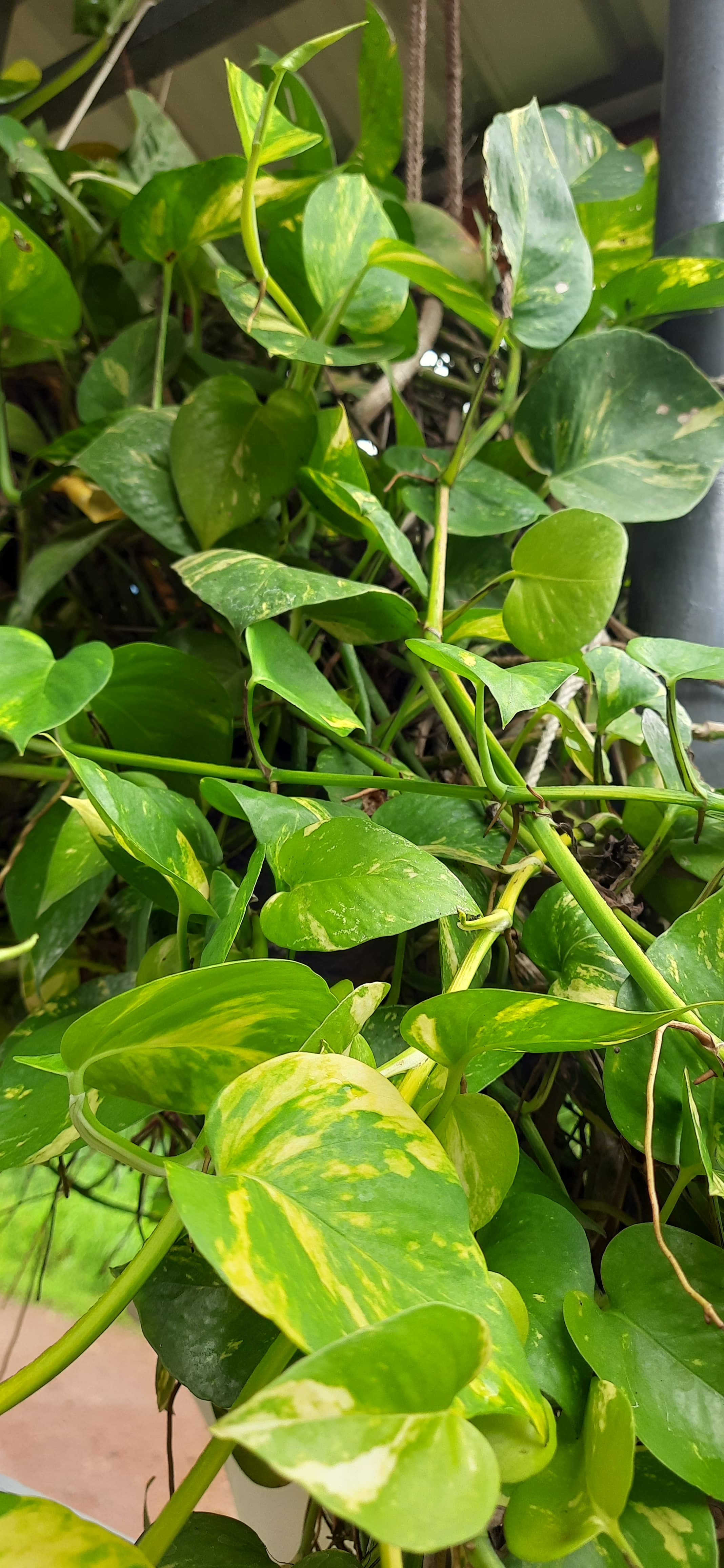 Manjula Pothos