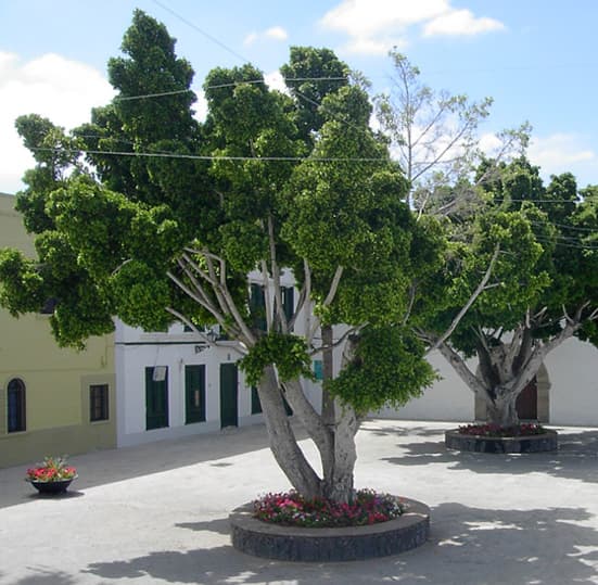Ficus Benjamina -Golden King