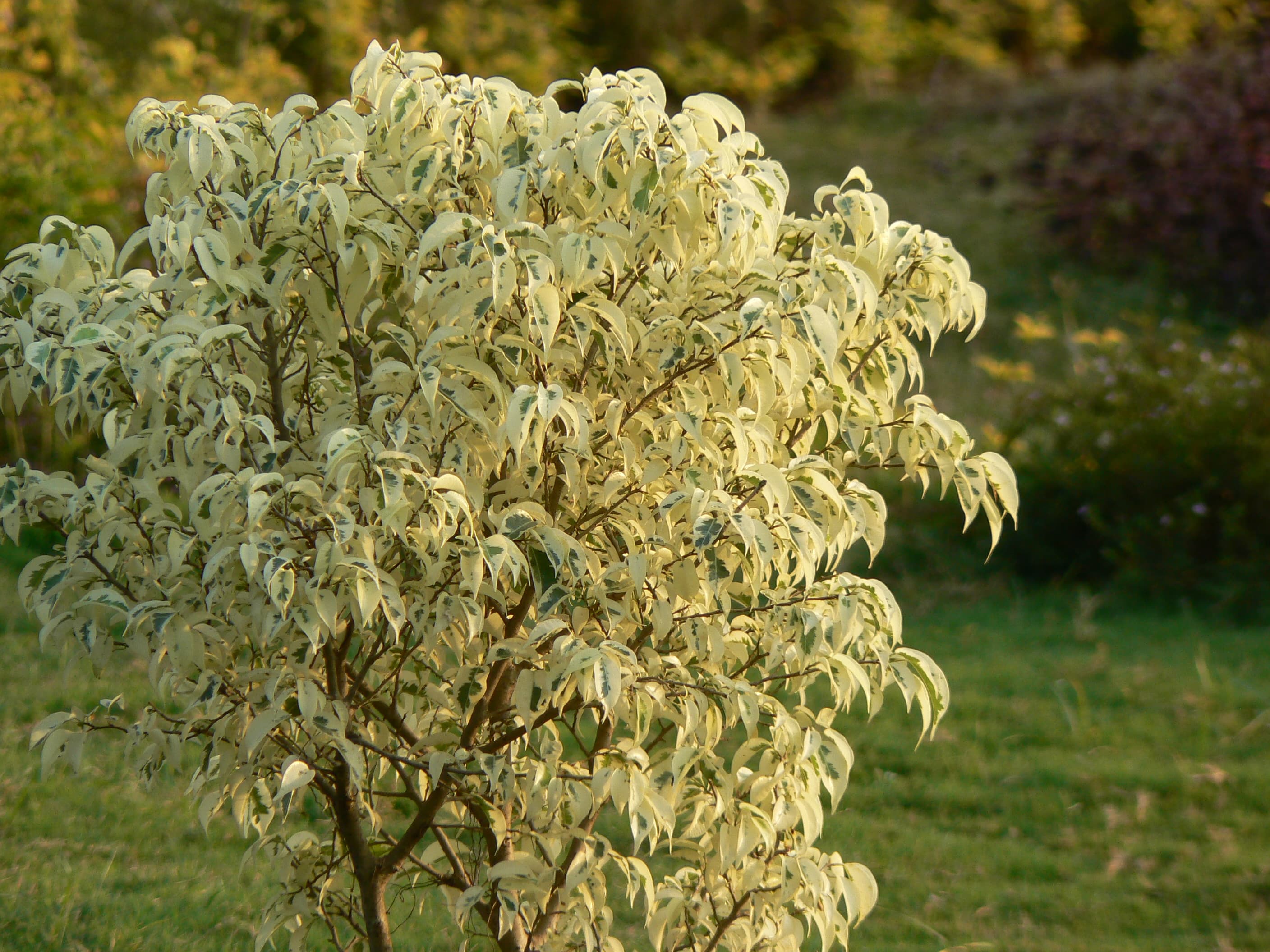 Ficus Benjamina-Starlight