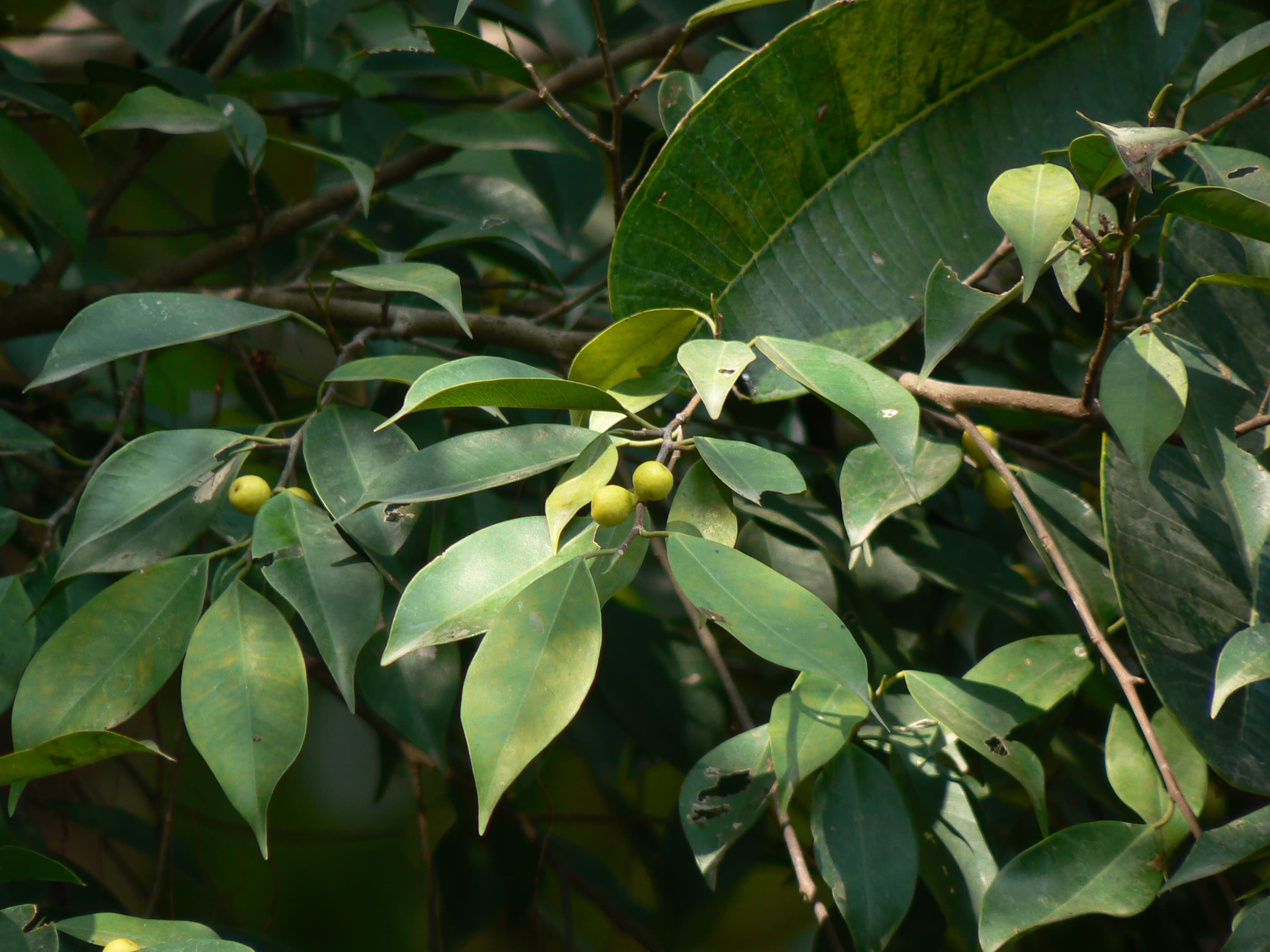 Ficus Benjamina Black