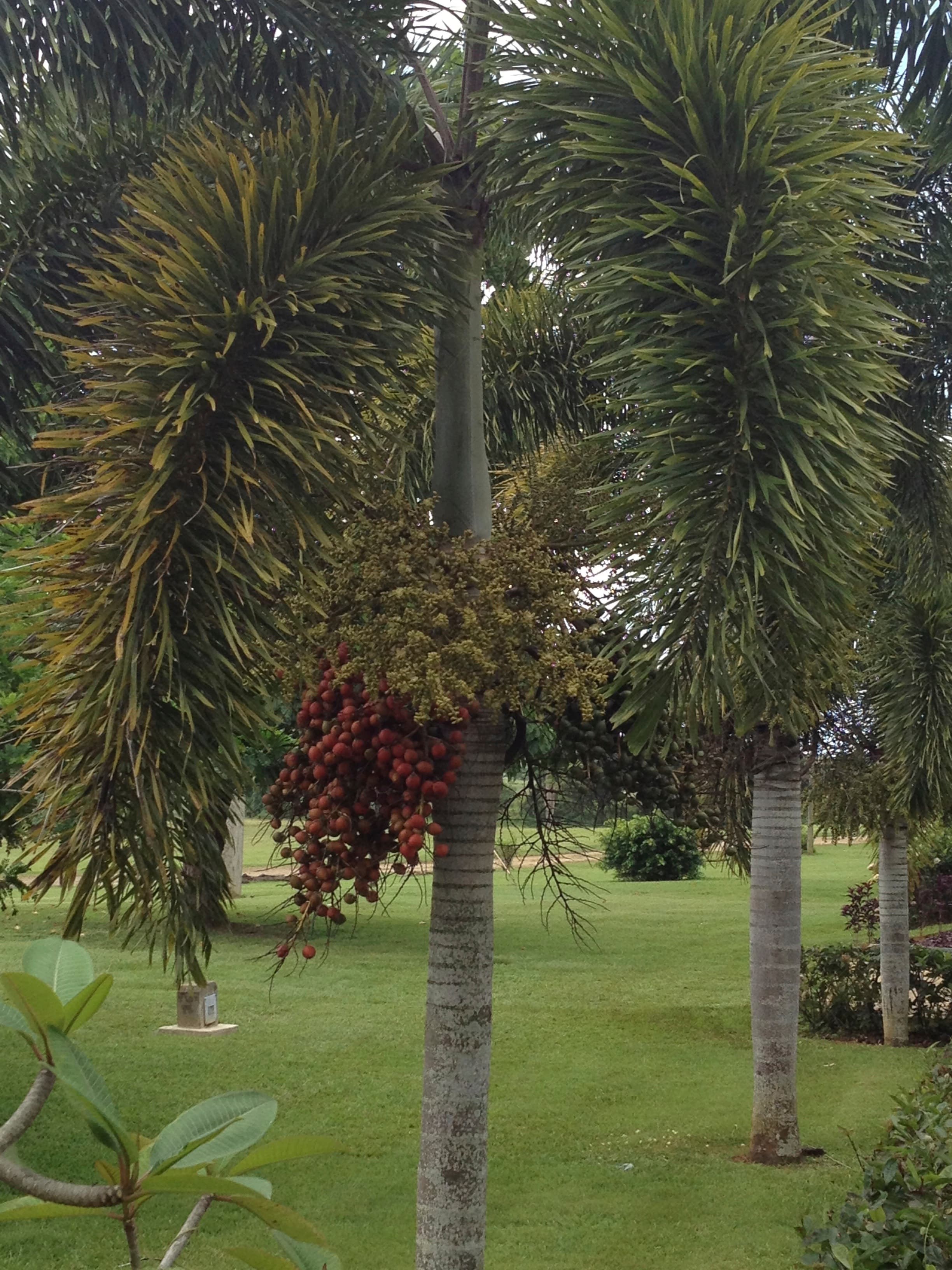 Foxtail Palm