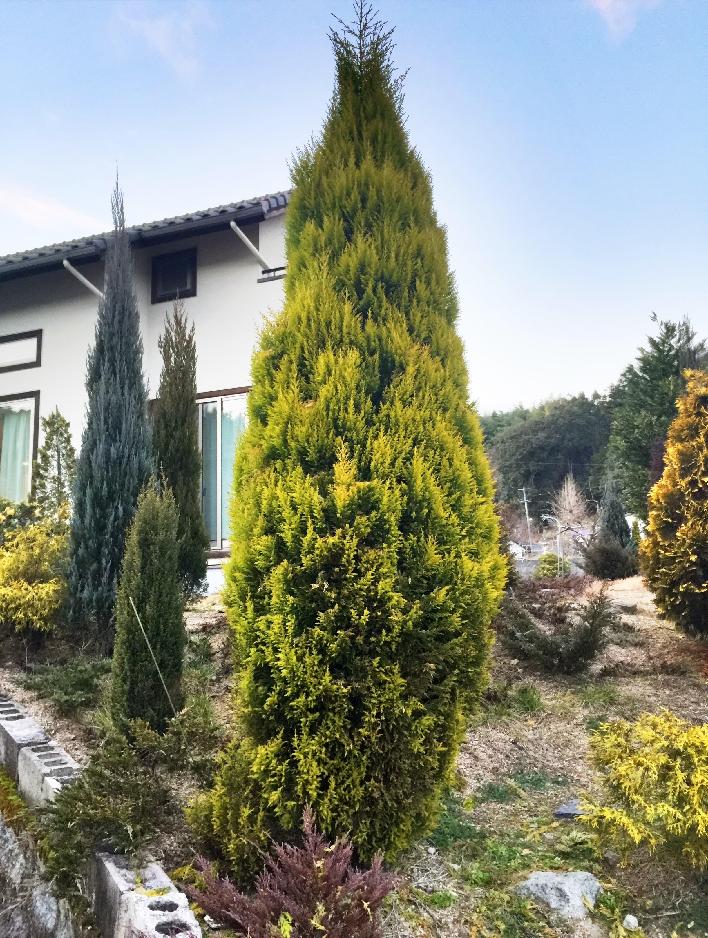 Lemon Cypress-Gold Crest