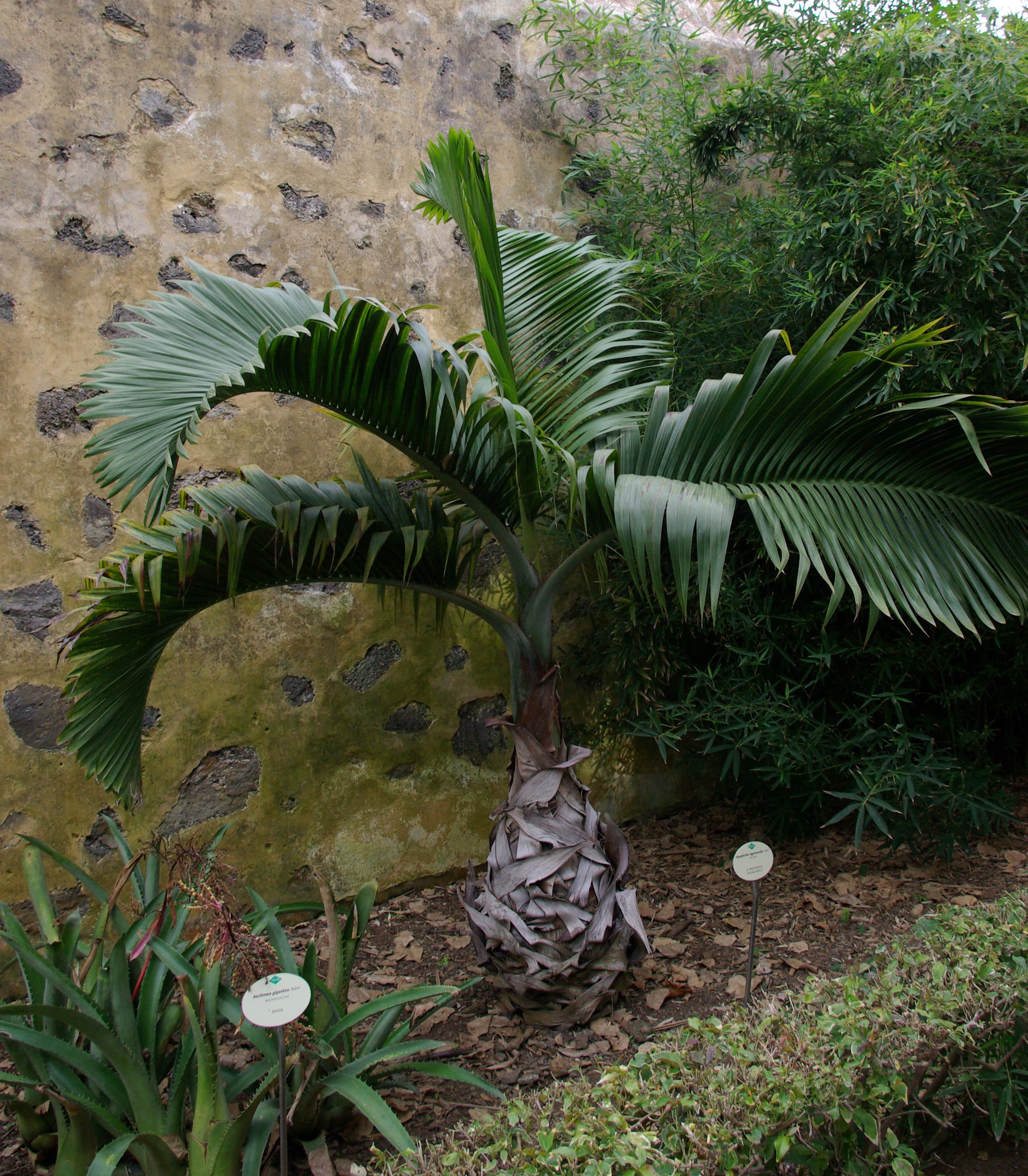 Bottle Palm