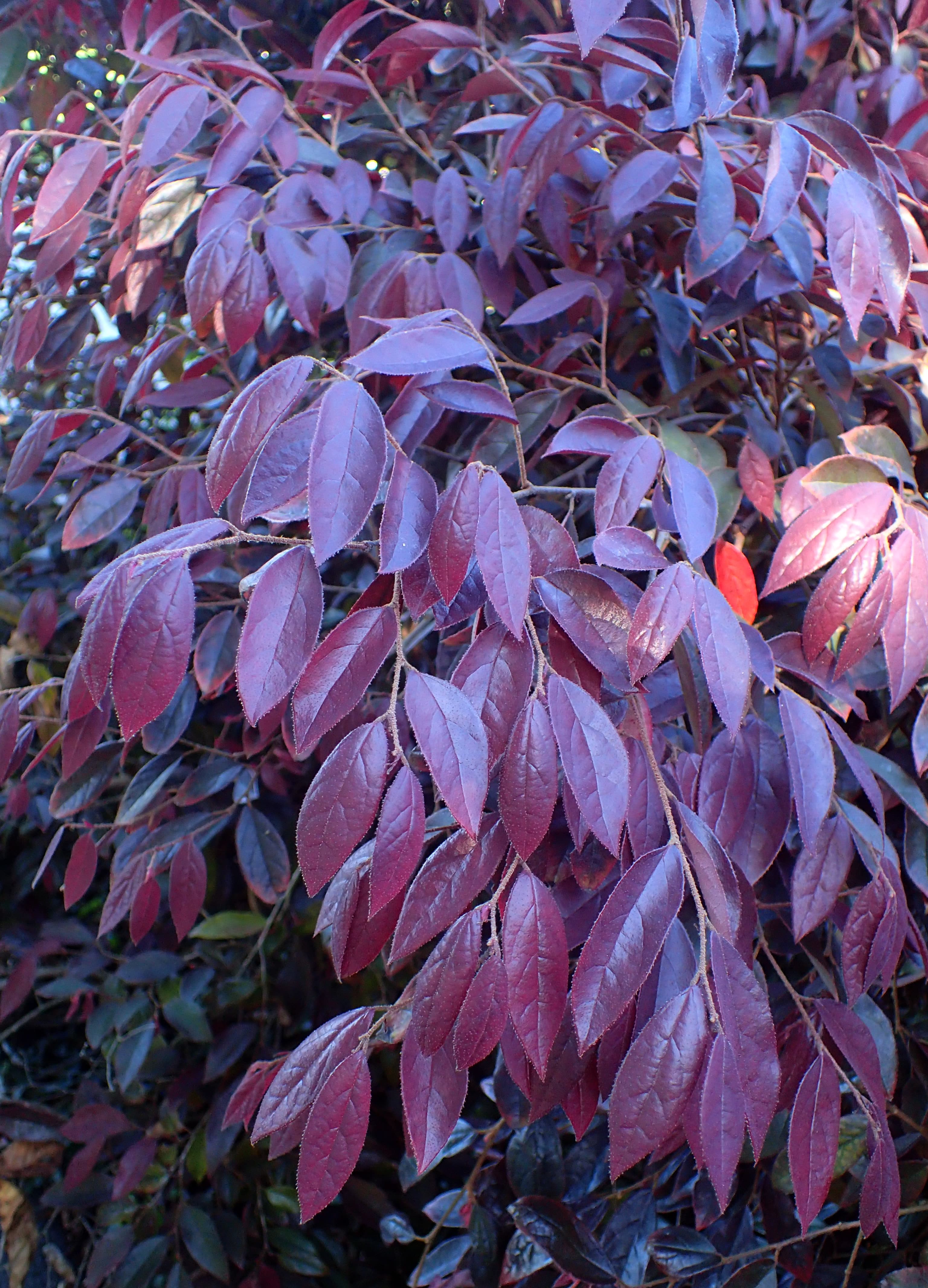 Loropetalum chinense ‘Shang-Red’