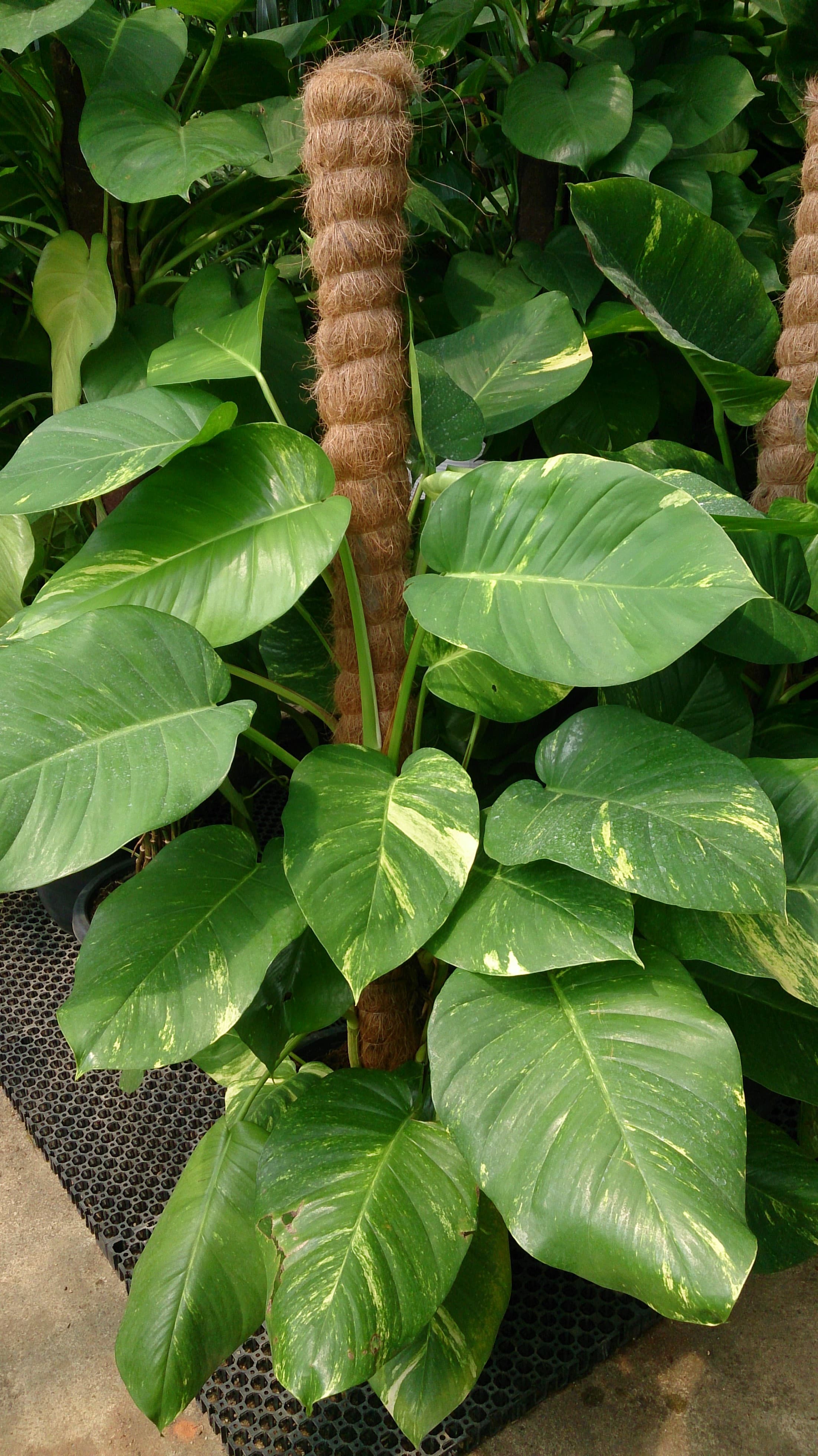 Golden Money Plant Sapling (100 Pcs.)
