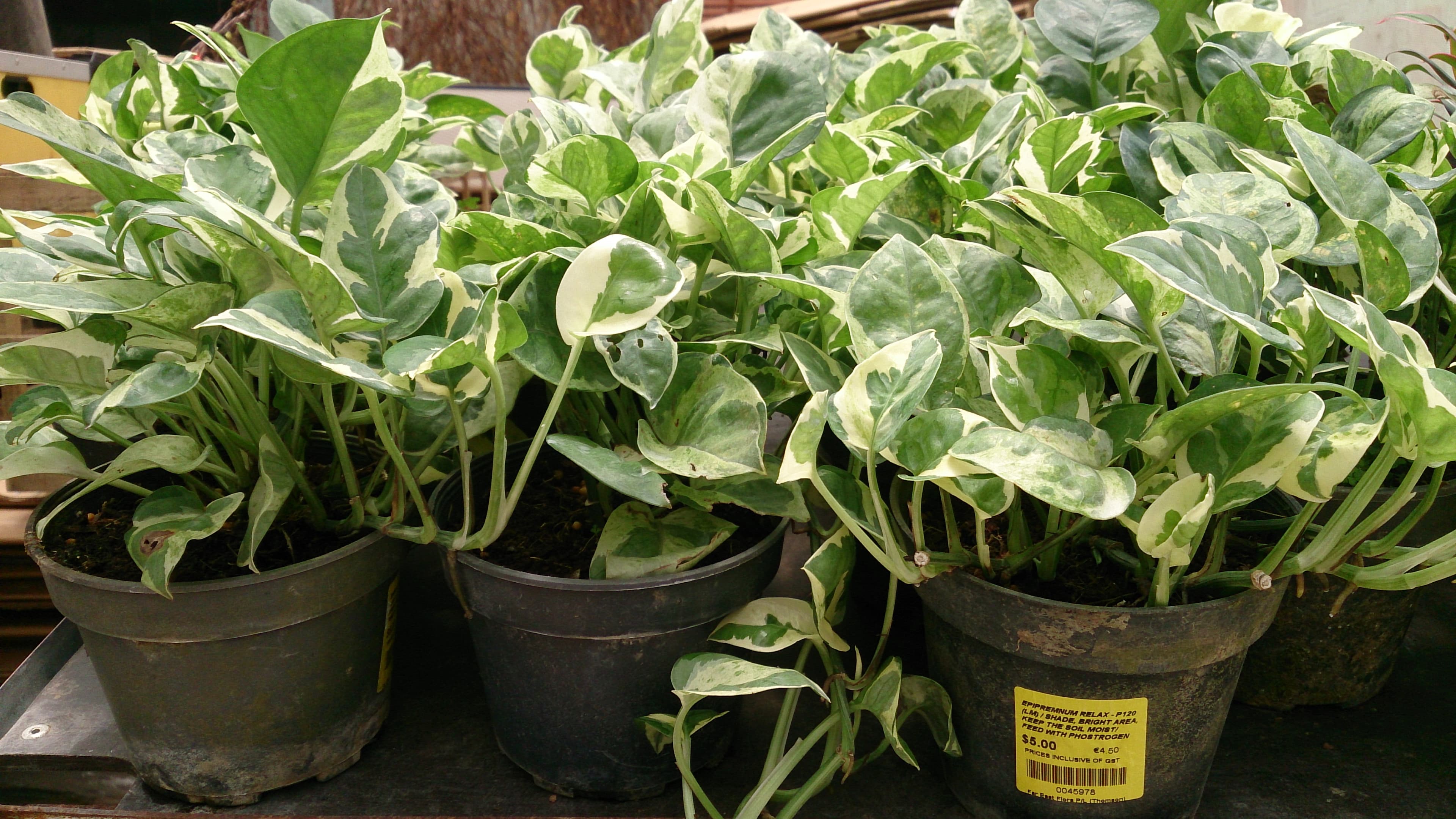 Marble Money Plant Sapling (100 Pcs.)