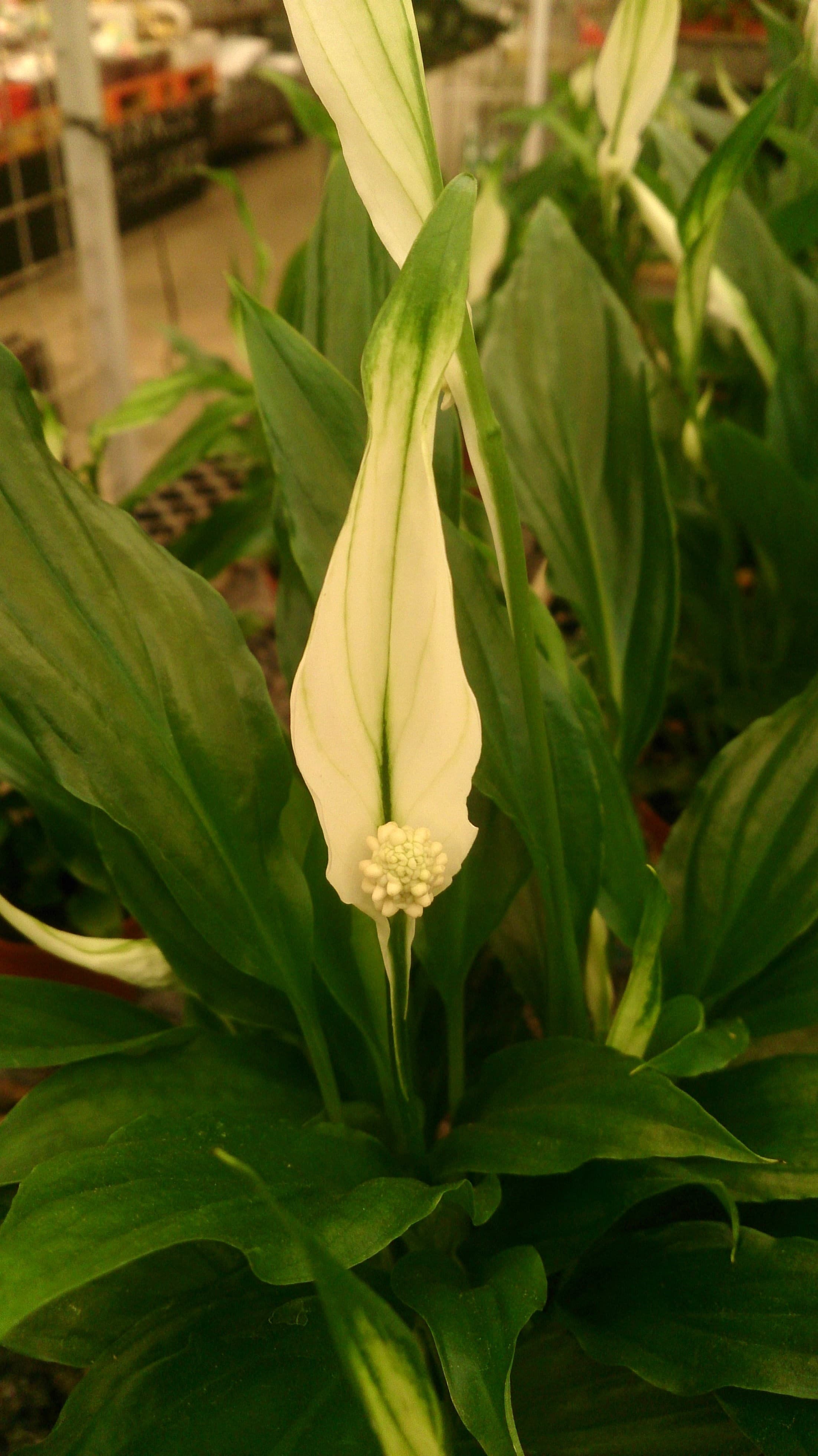 Peace Lily Varigated Dwarf