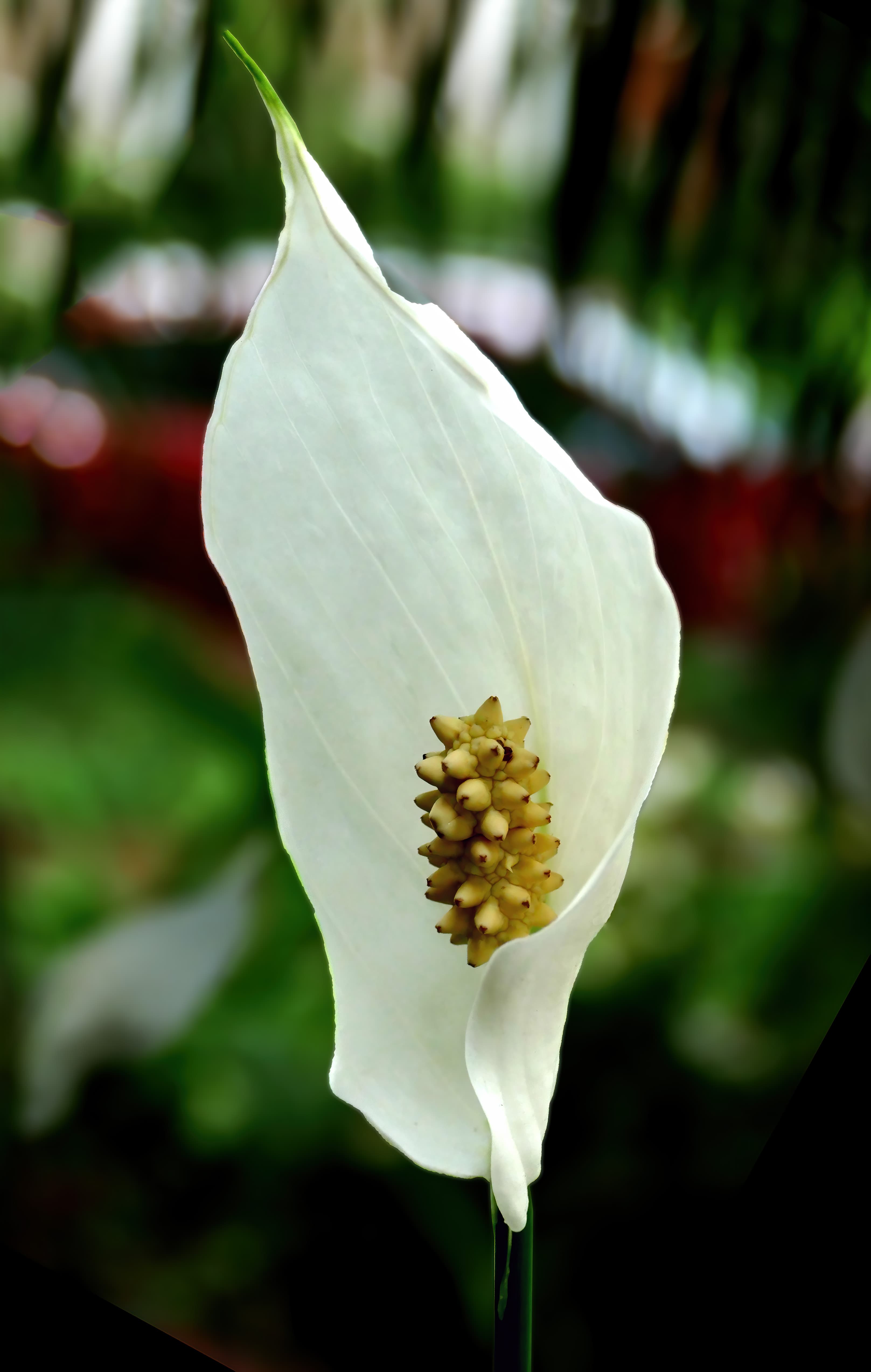 Peace Lily