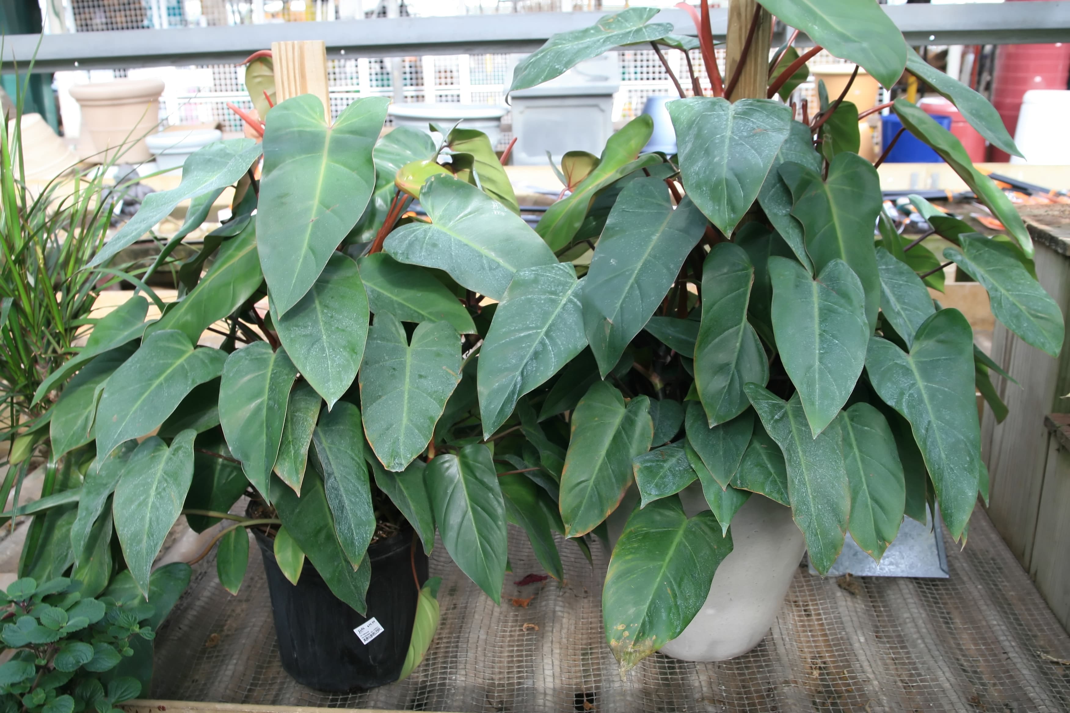 Philodendron Birkin