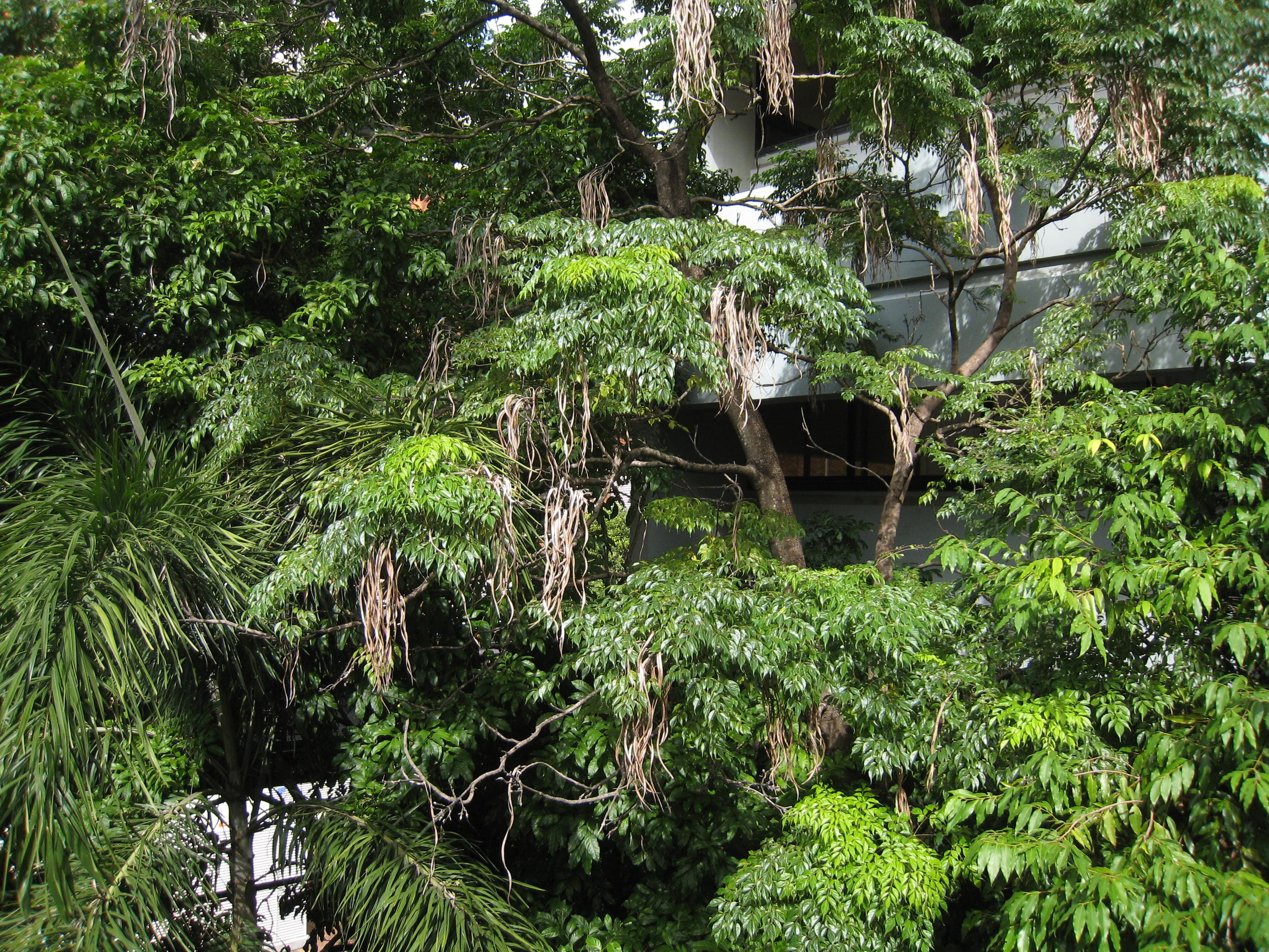 Classic Green-Radermachera sinica