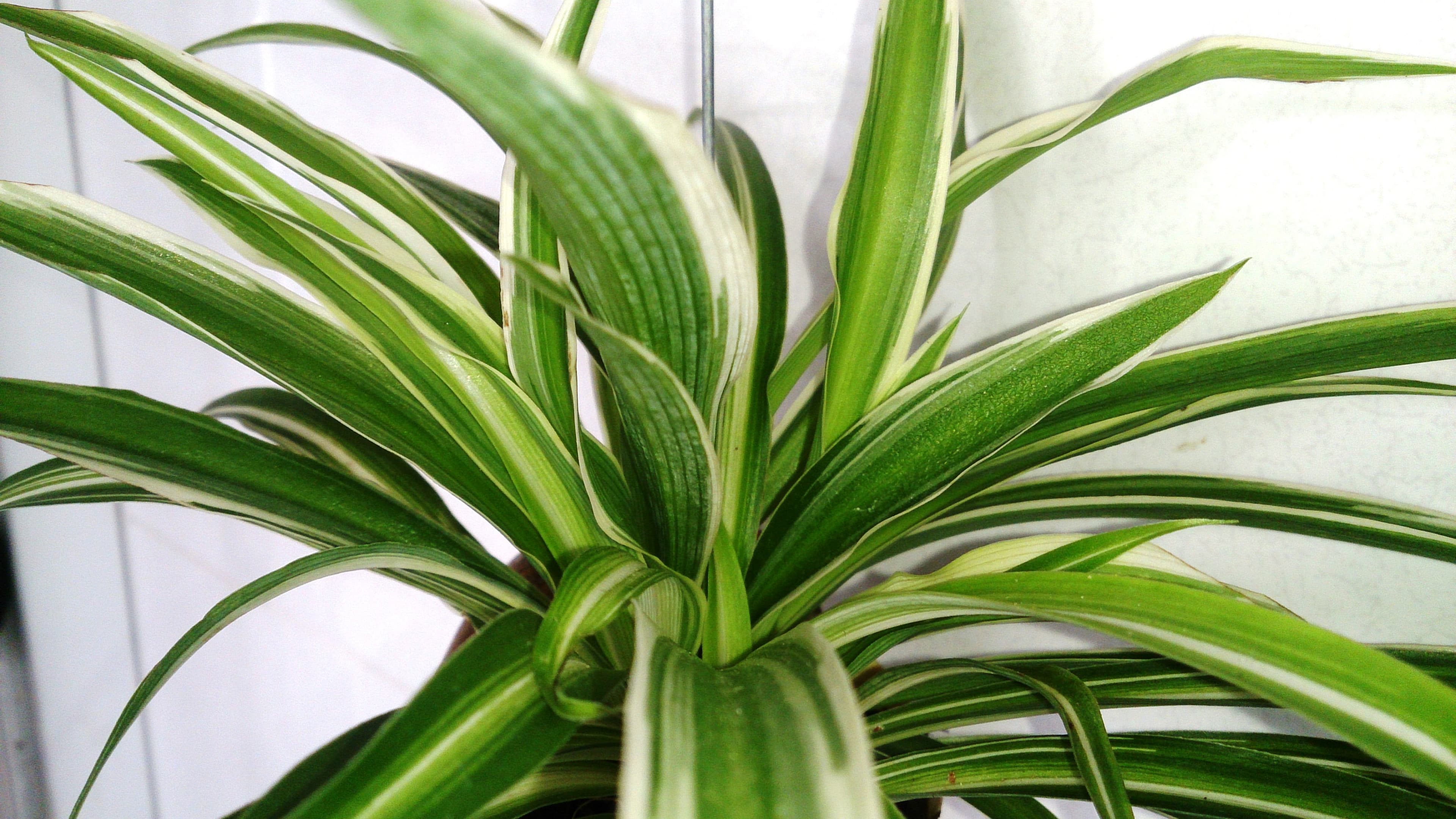 Spider Plant Variegated Vittatum