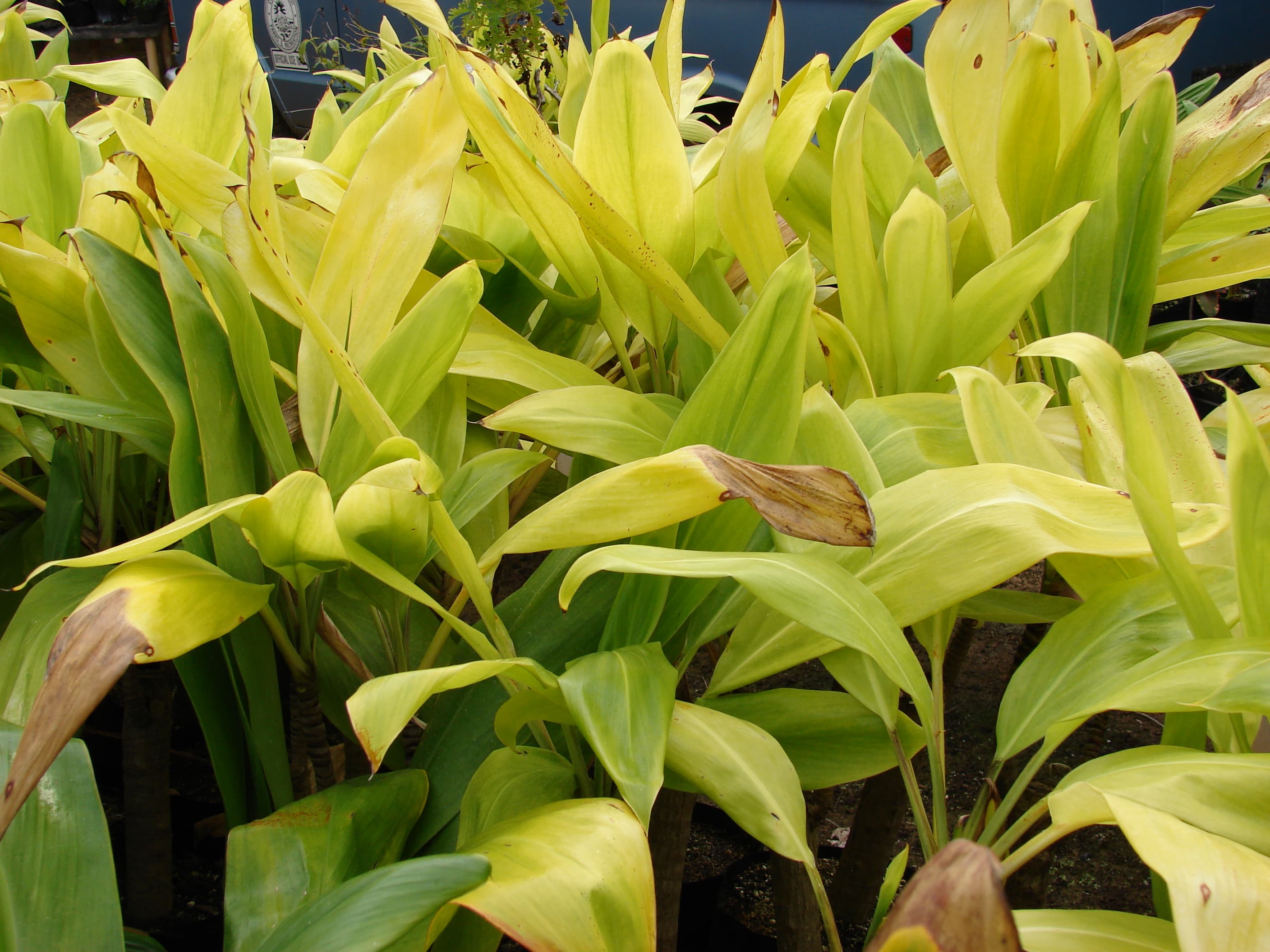 Cordyline Cannifolia Dwarf