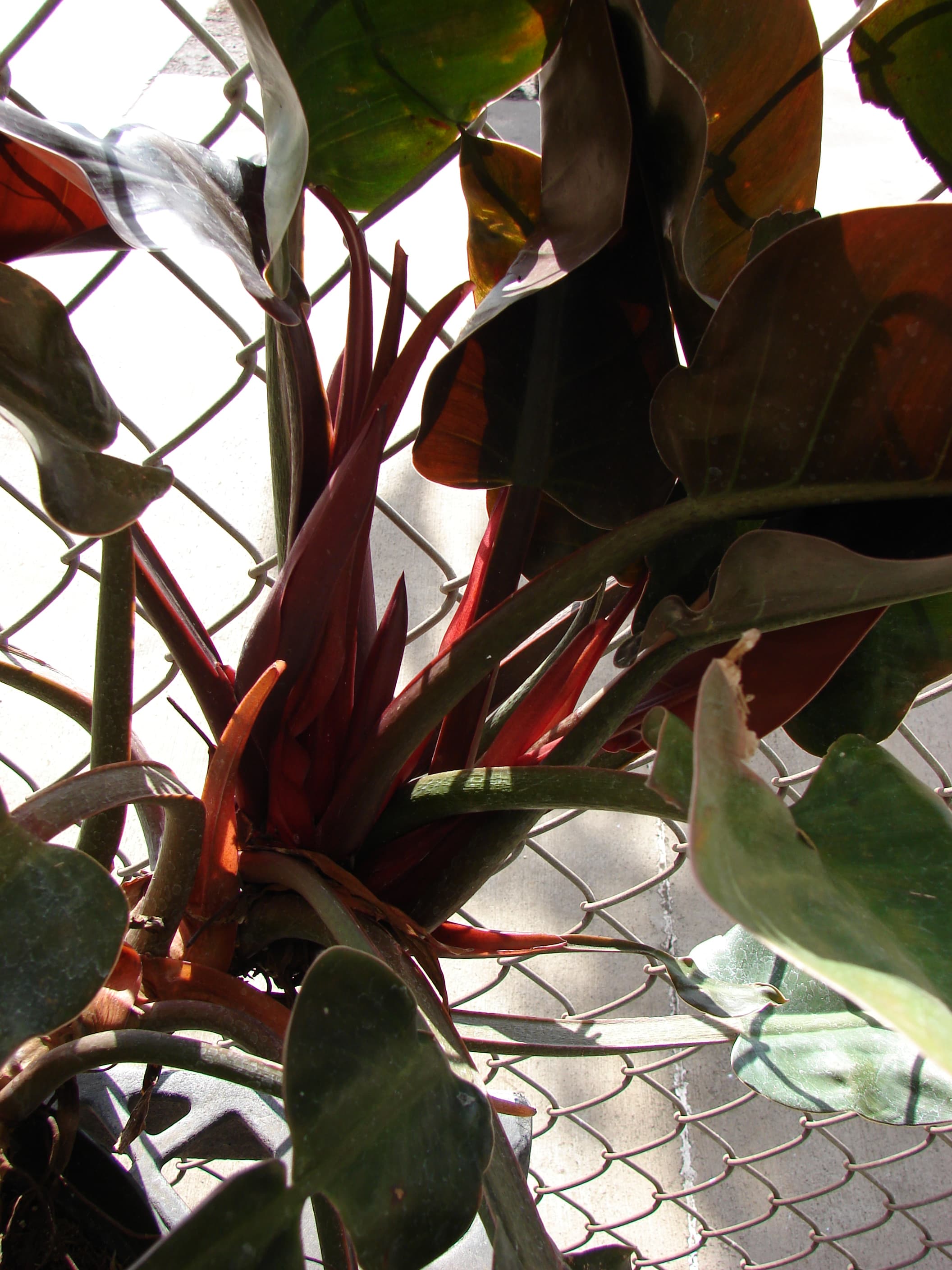Philodendron Ceylon Golden