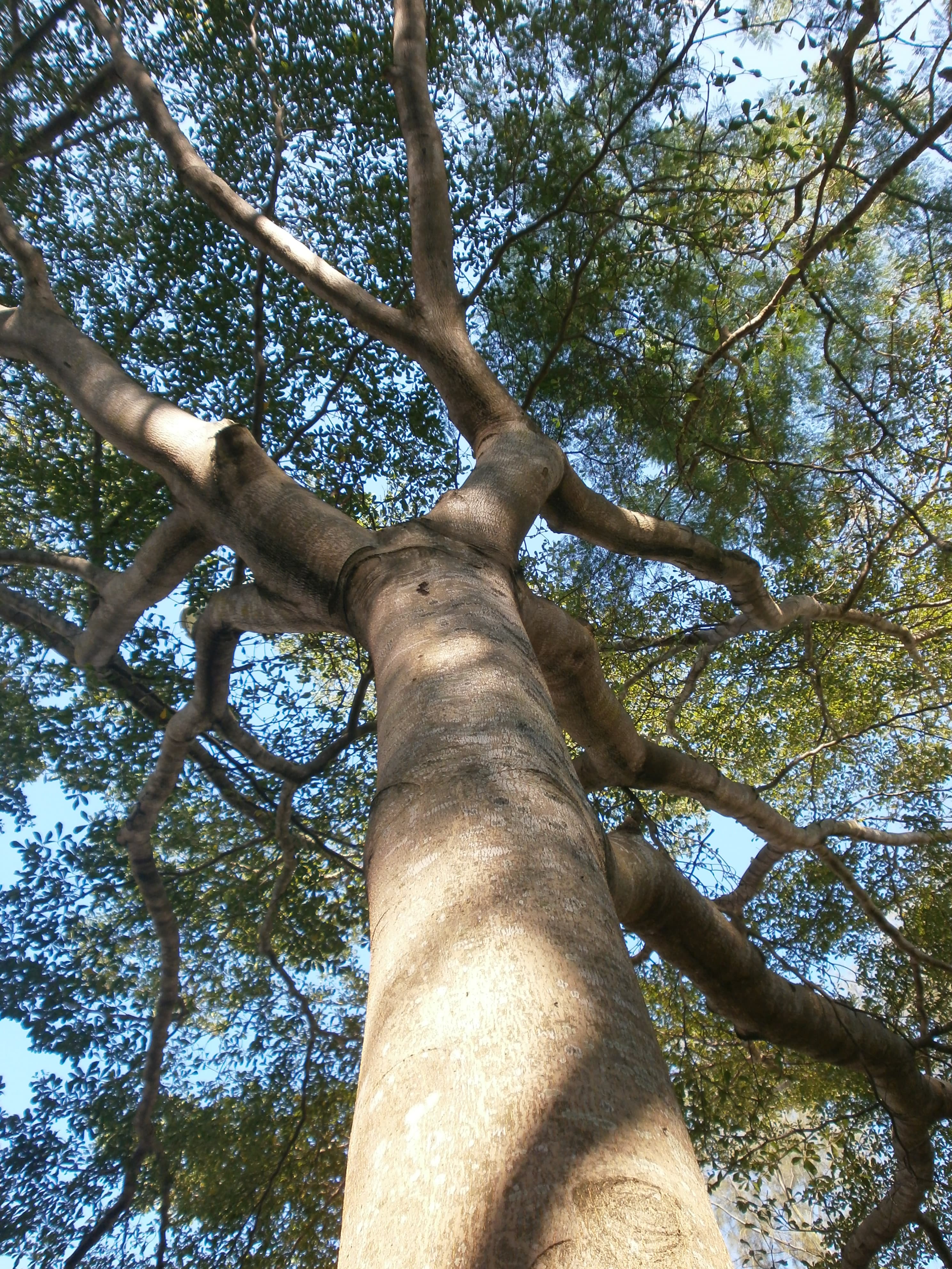 Terminalia Green