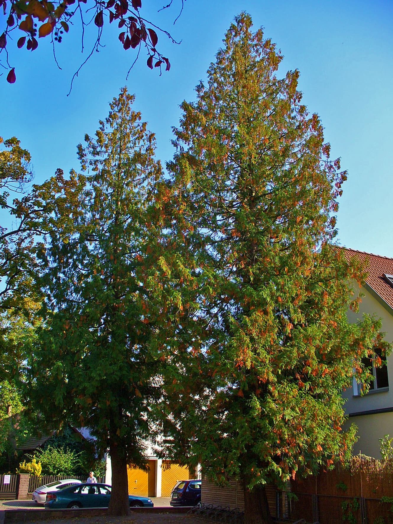 Thuja Golden