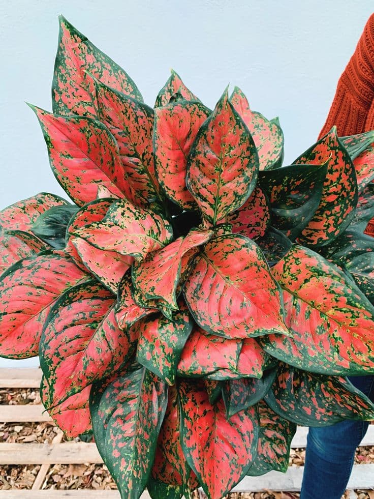 Aglaonema Red Valentine