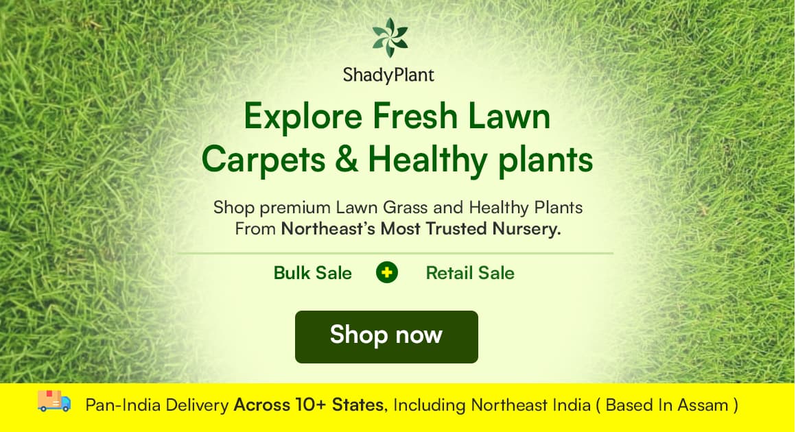 North_East_Most_Trusted_Nursery_ShadyPlant.com