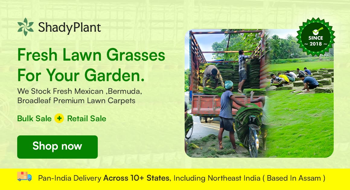 Carpet Lawns