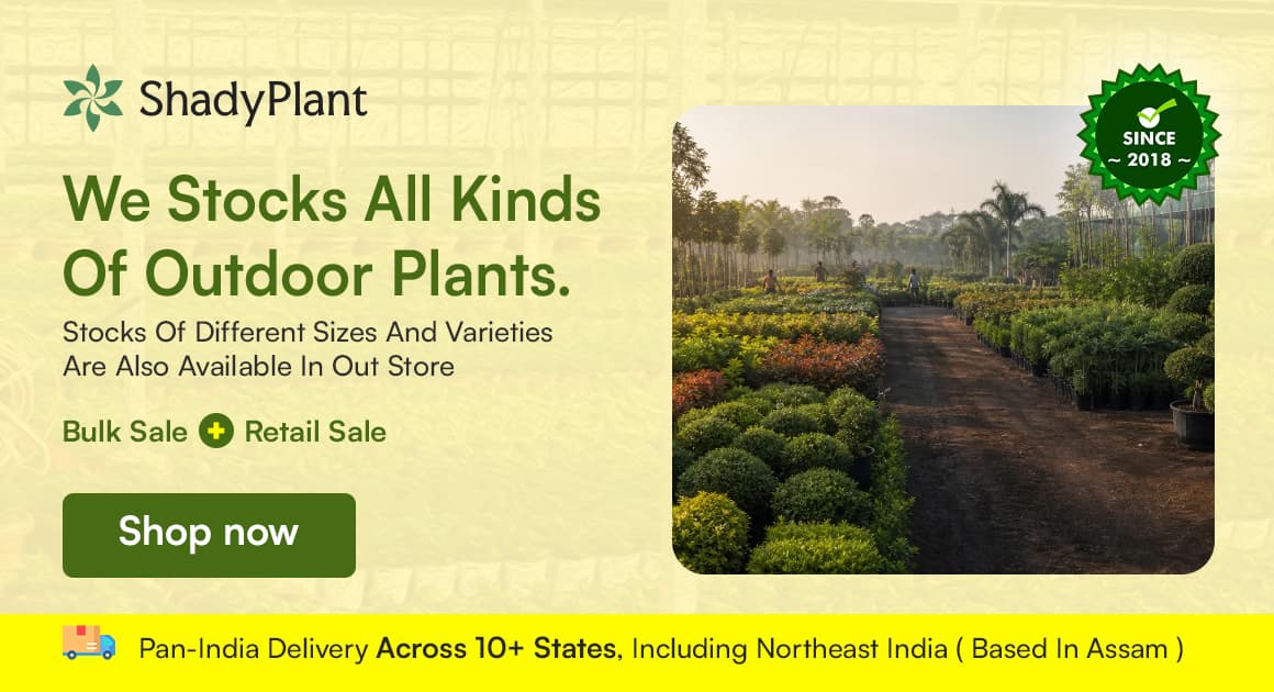 Outdoor Plants
