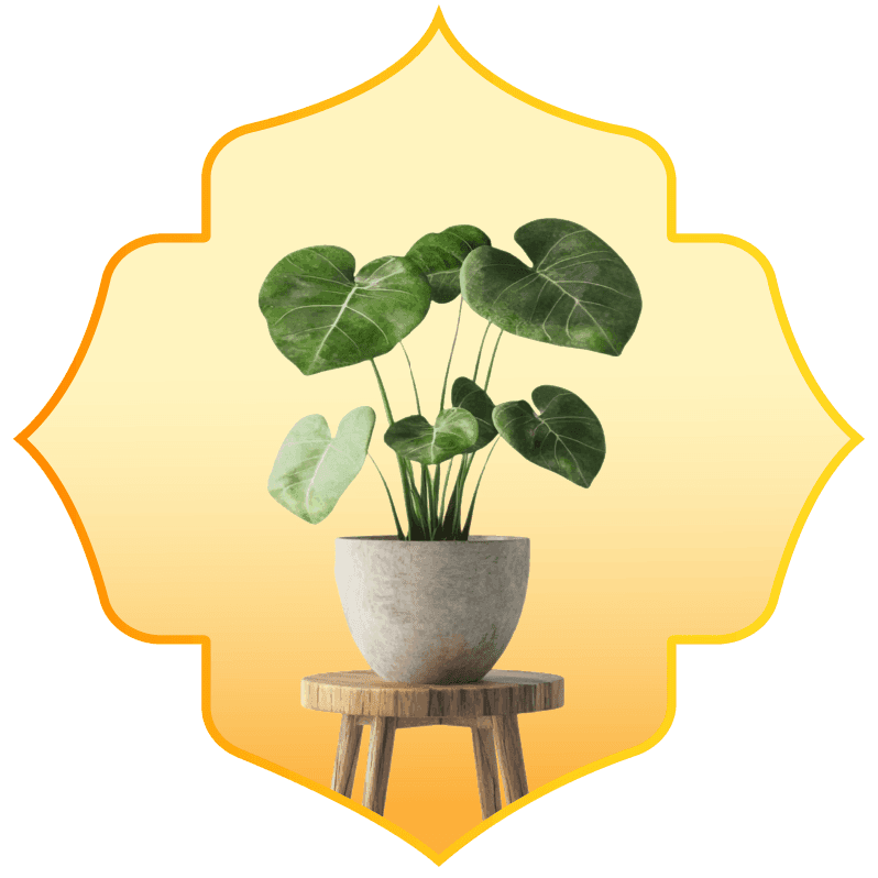 Indoor Plant