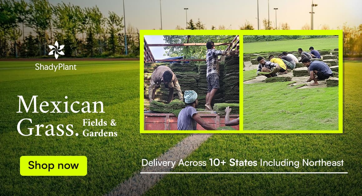 Fresh Lawn Grass