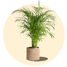 Sapling Plant