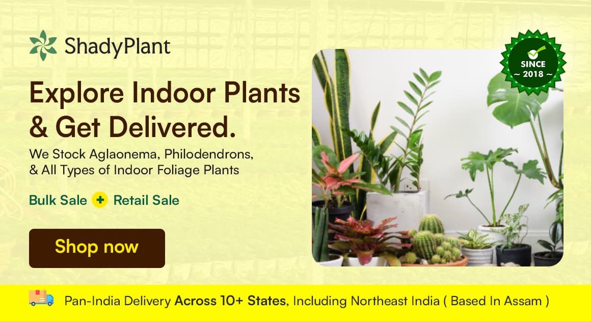 Indoor Plants