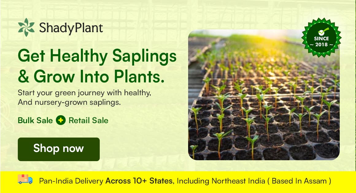 Saplings