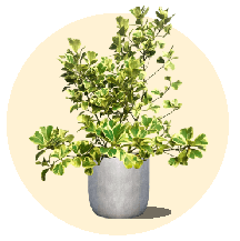 Outdoor Plant